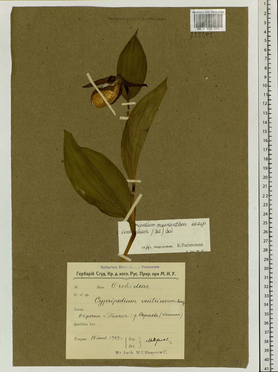 Cypripedium ventricosum Sw., Siberia, Western Siberia (S1) (Russia)