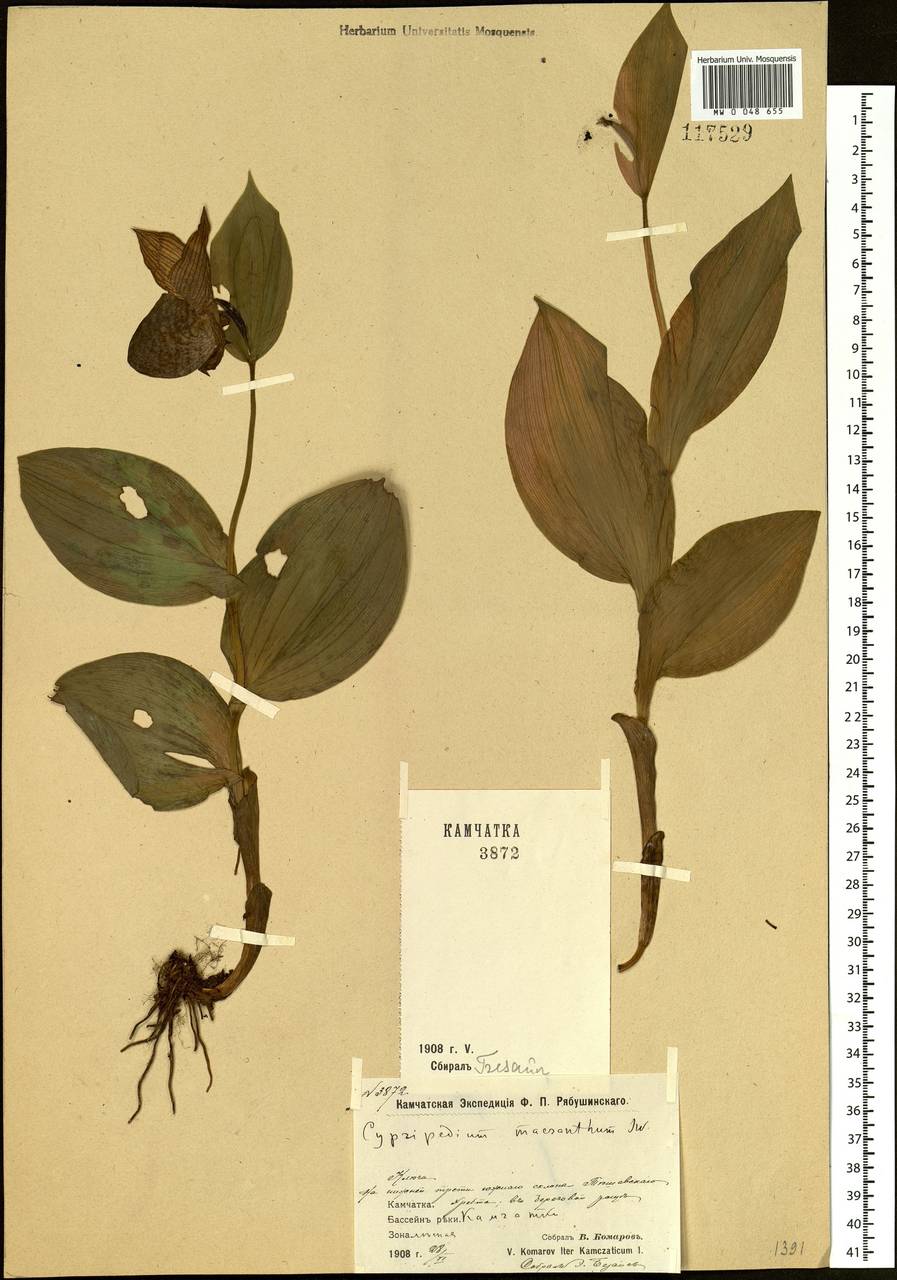 Cypripedium macranthos Sw., Siberia, Chukotka & Kamchatka (S7) (Russia)