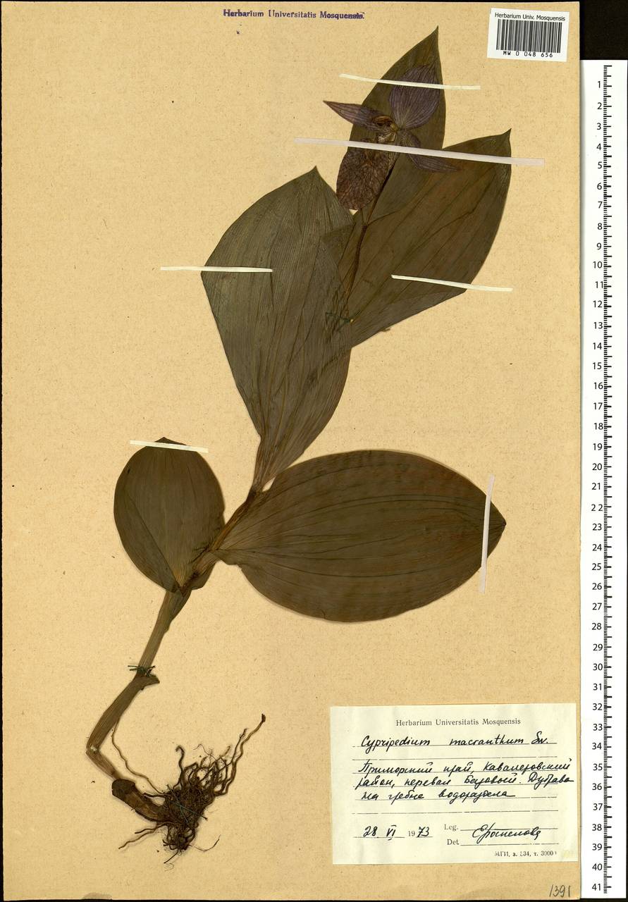 Cypripedium macranthos Sw., Siberia, Russian Far East (S6) (Russia)