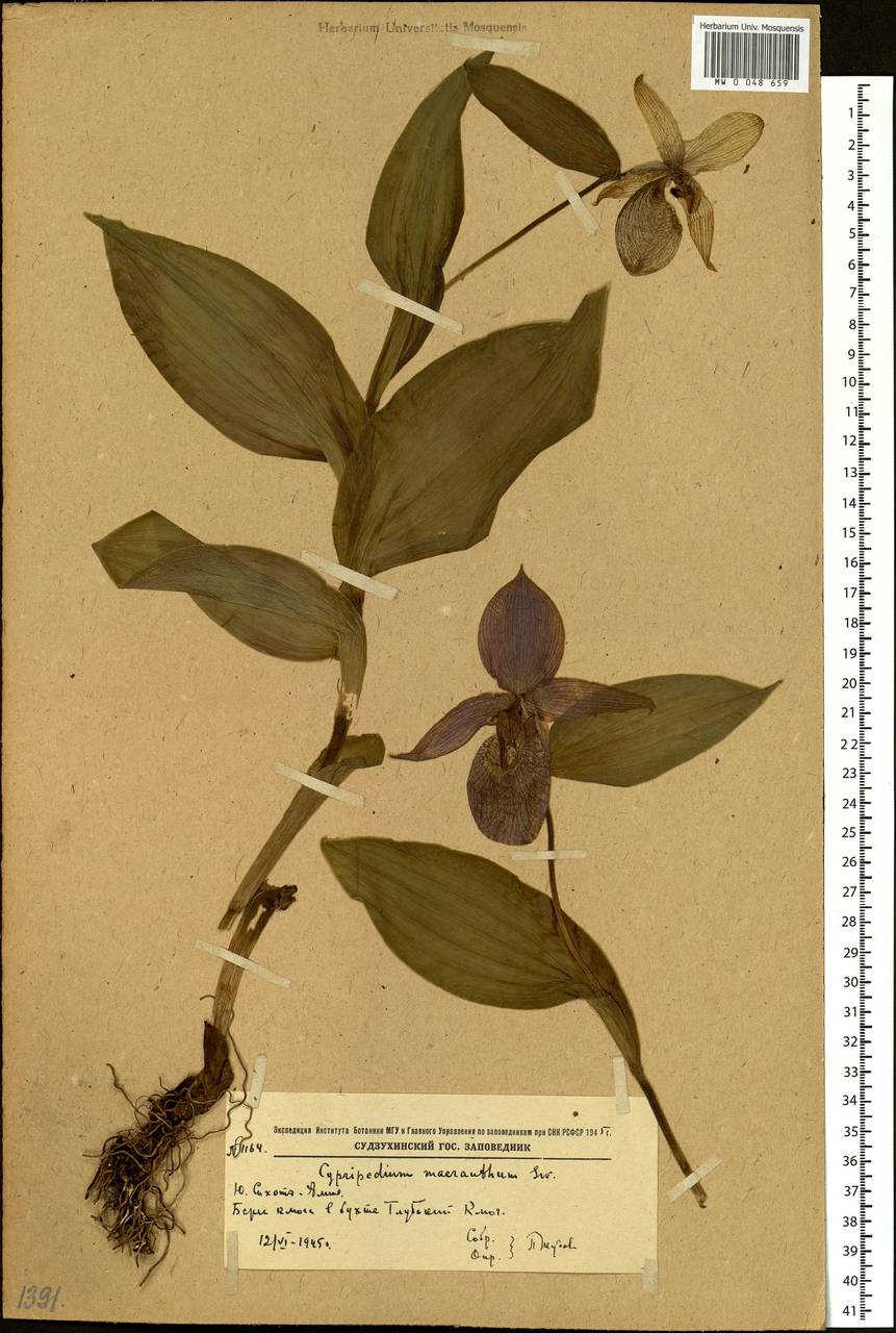 Cypripedium macranthos Sw., Siberia, Russian Far East (S6) (Russia)