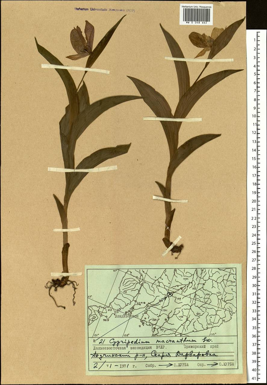 Cypripedium macranthos Sw., Siberia, Russian Far East (S6) (Russia)