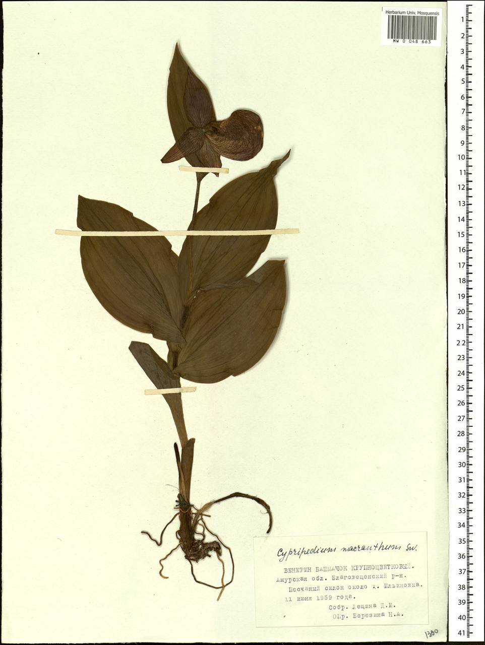 Cypripedium macranthos Sw., Siberia, Russian Far East (S6) (Russia)
