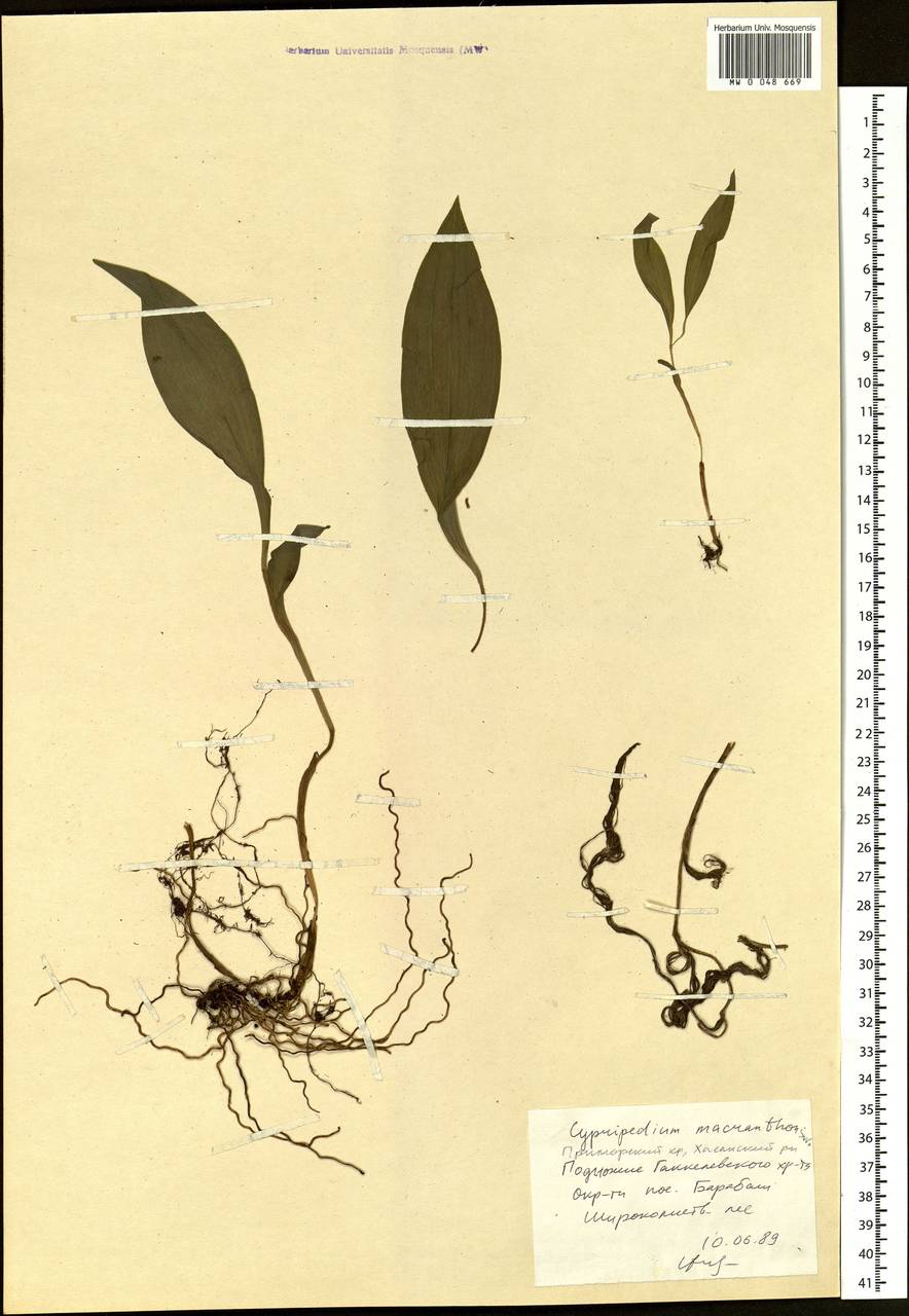Cypripedium macranthos Sw., Siberia, Russian Far East (S6) (Russia)