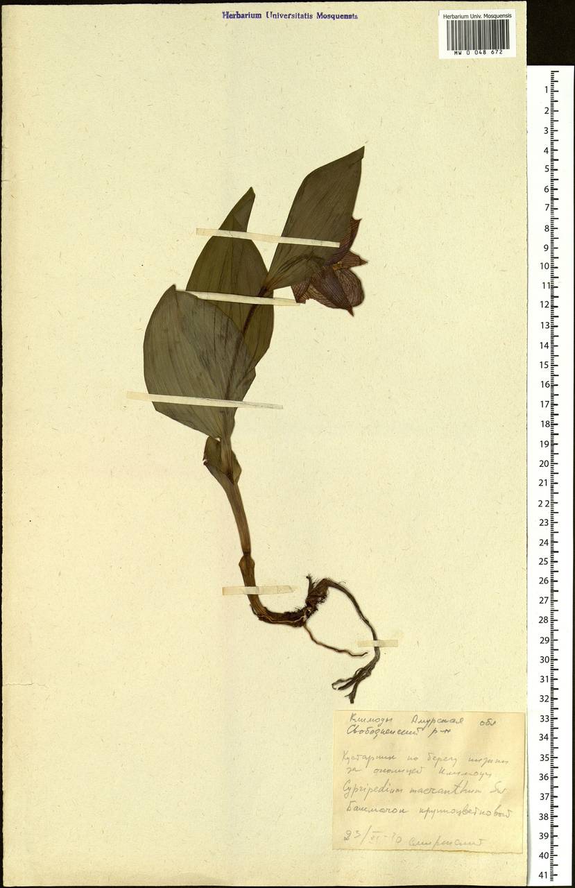 Cypripedium macranthos Sw., Siberia, Russian Far East (S6) (Russia)