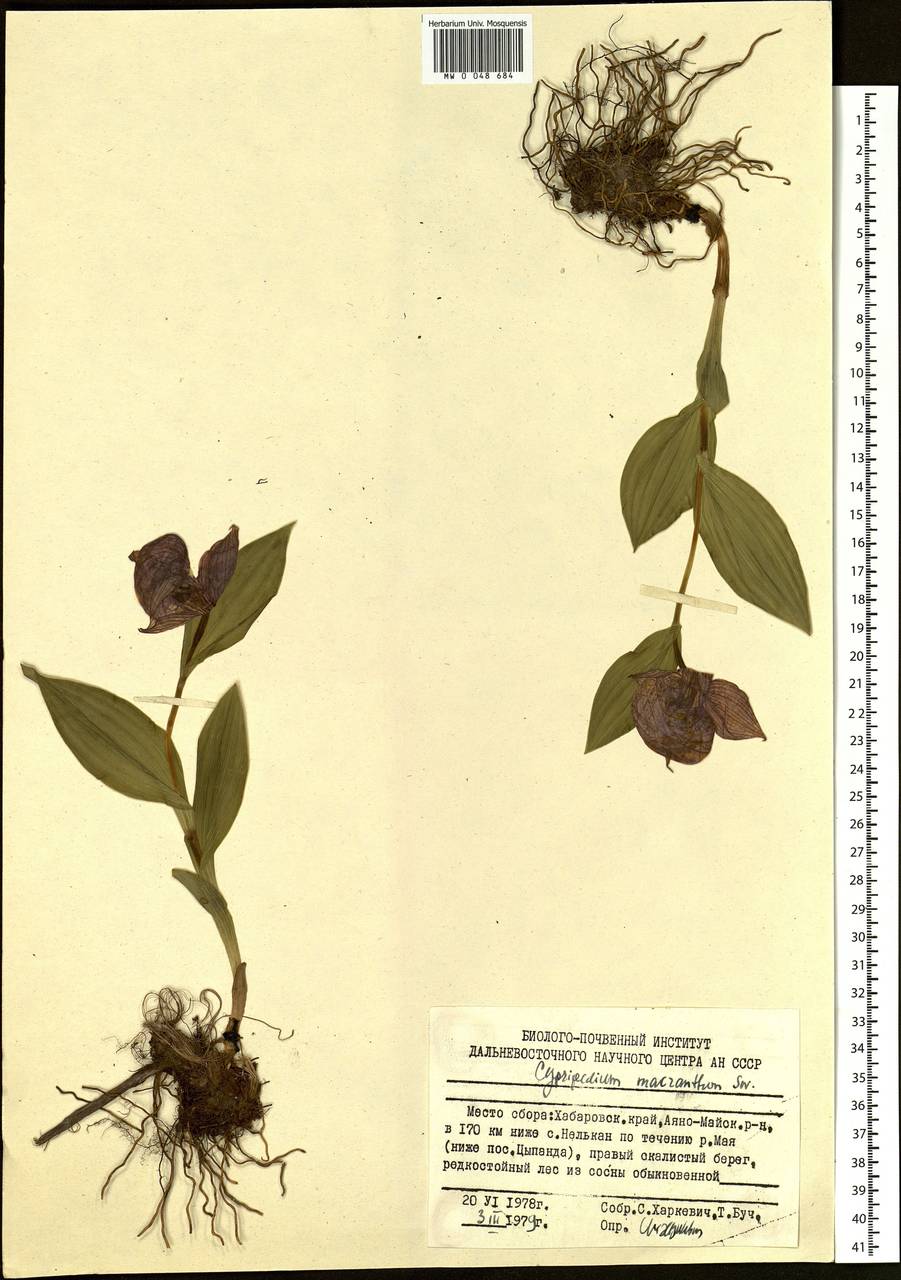 Cypripedium macranthos Sw., Siberia, Russian Far East (S6) (Russia)