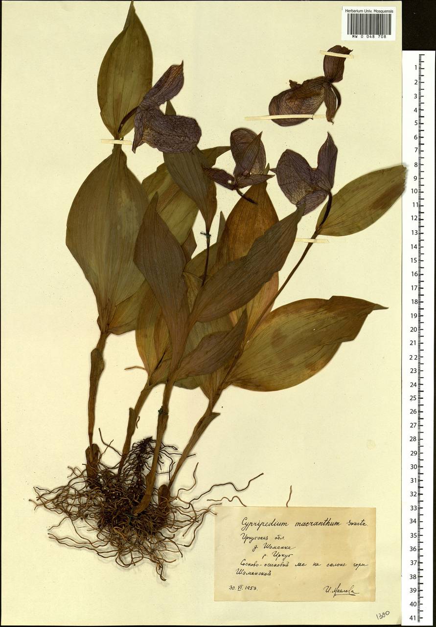 Cypripedium macranthos Sw., Siberia, Baikal & Transbaikal region (S4) (Russia)