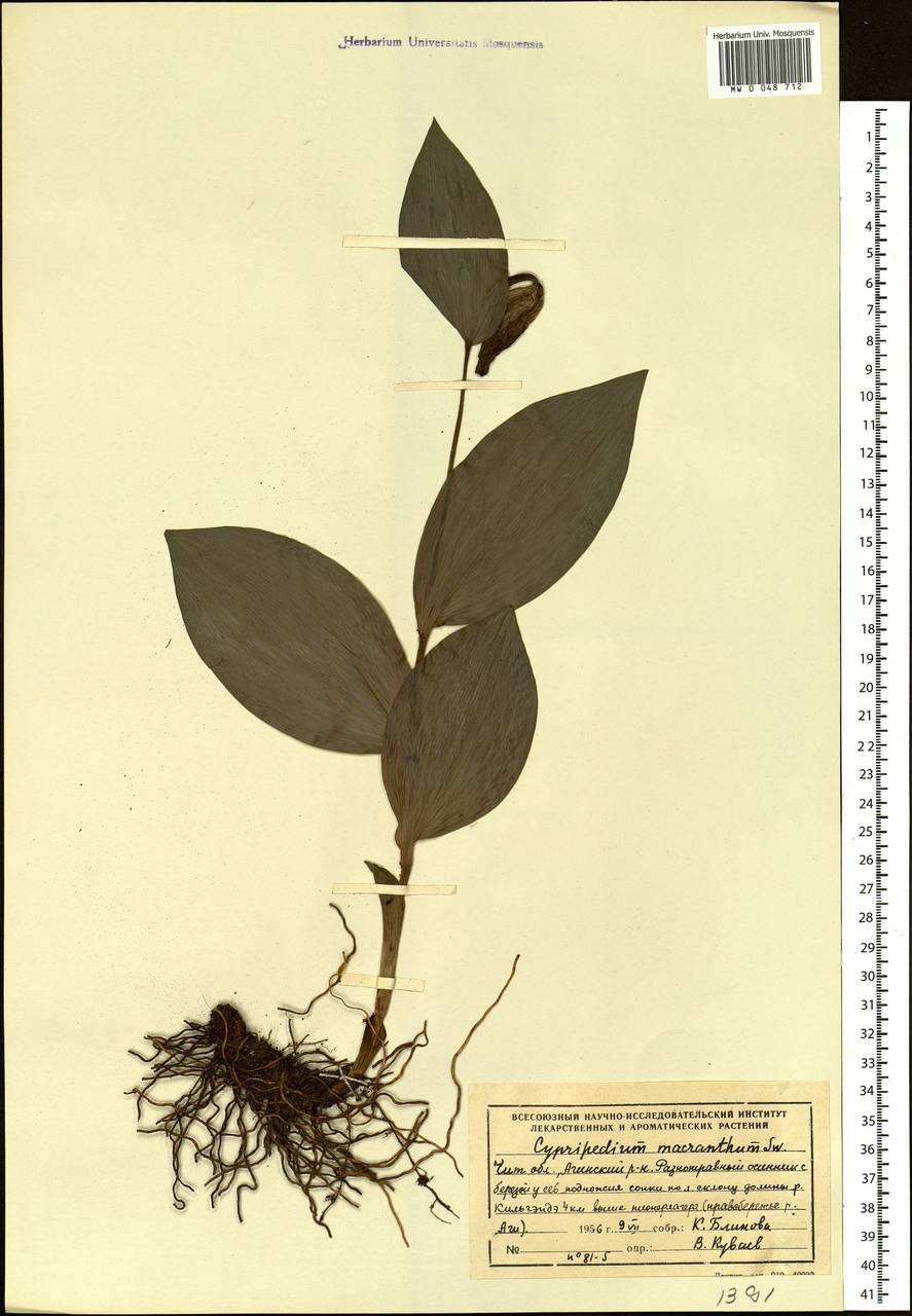 Cypripedium macranthos Sw., Siberia, Baikal & Transbaikal region (S4) (Russia)