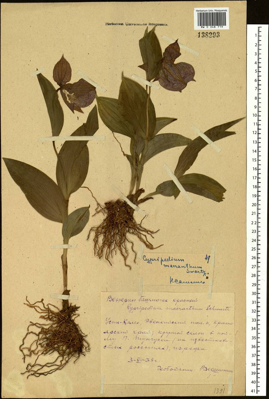 Cypripedium macranthos Sw., Siberia, Central Siberia (S3) (Russia)