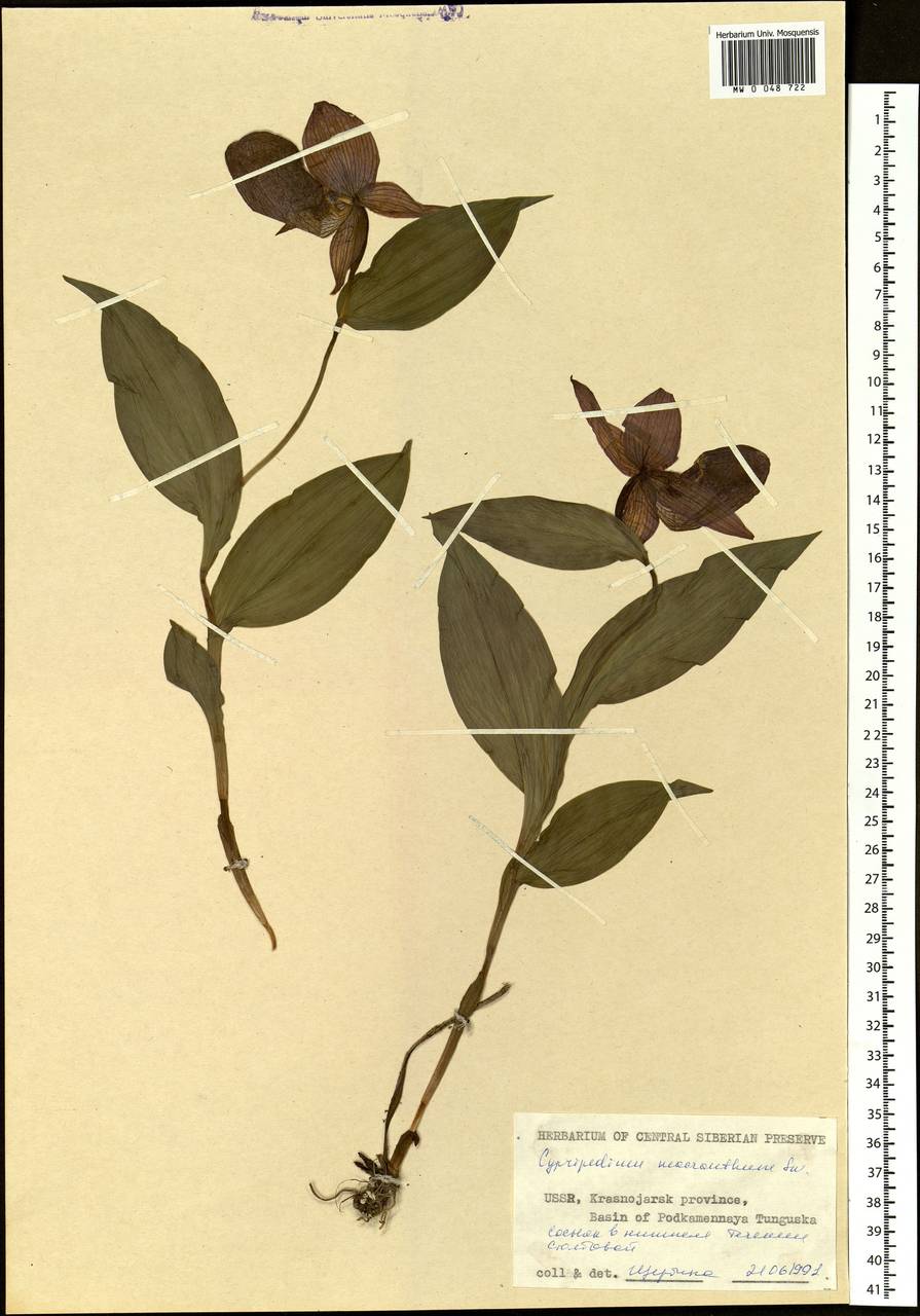 Cypripedium macranthos Sw., Siberia, Central Siberia (S3) (Russia)