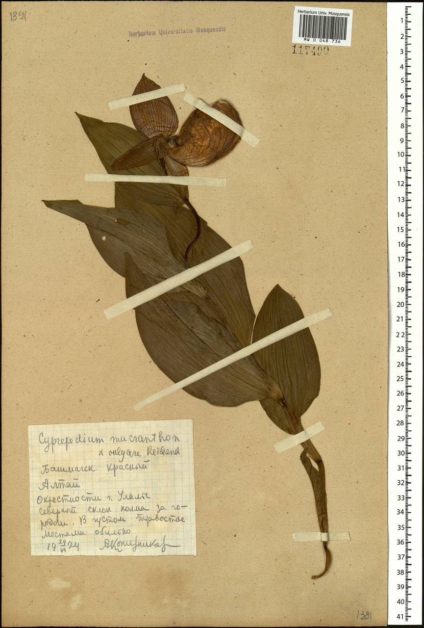 Cypripedium macranthos Sw., Siberia, Altai & Sayany Mountains (S2) (Russia)