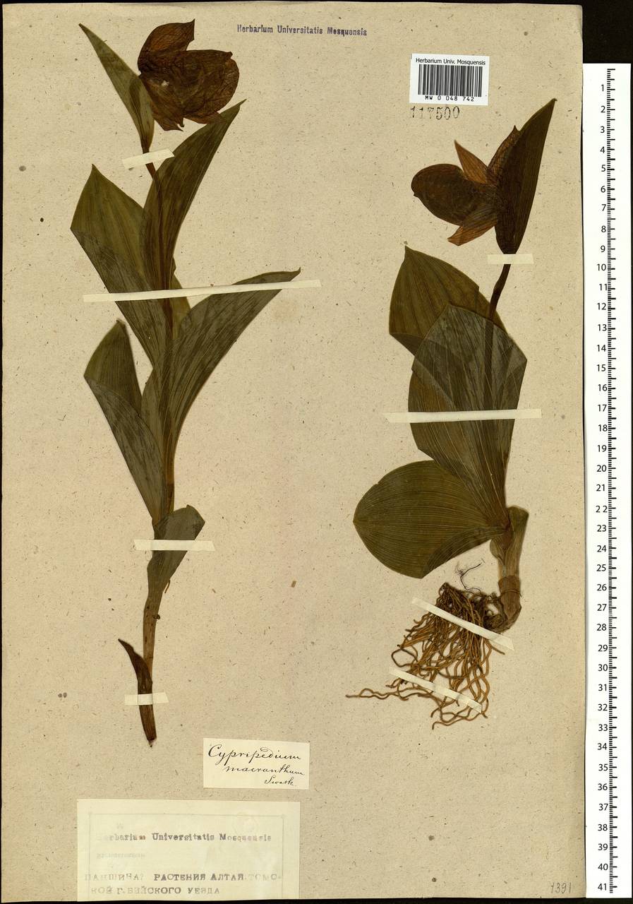 Cypripedium macranthos Sw., Siberia, Altai & Sayany Mountains (S2) (Russia)