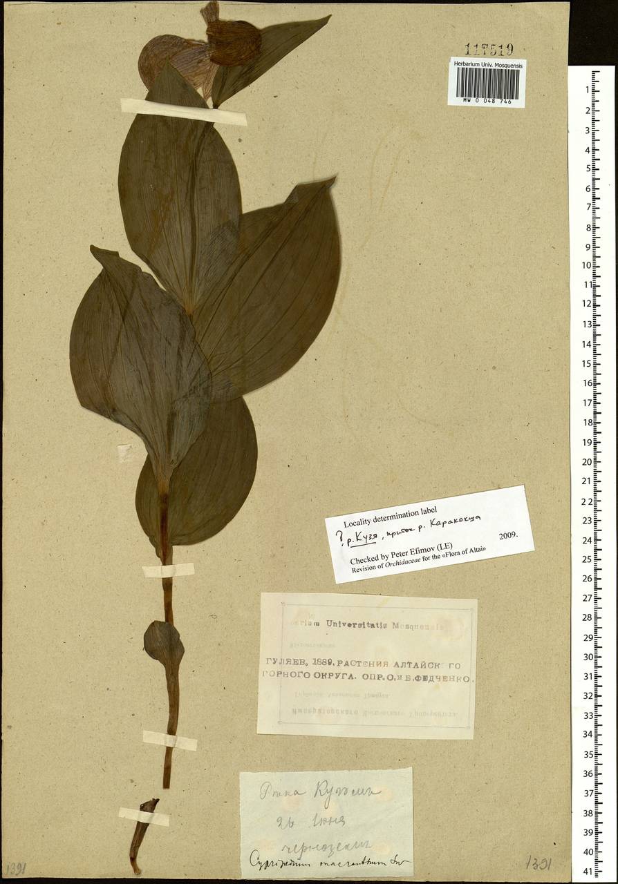 Cypripedium macranthos Sw., Siberia, Altai & Sayany Mountains (S2) (Russia)