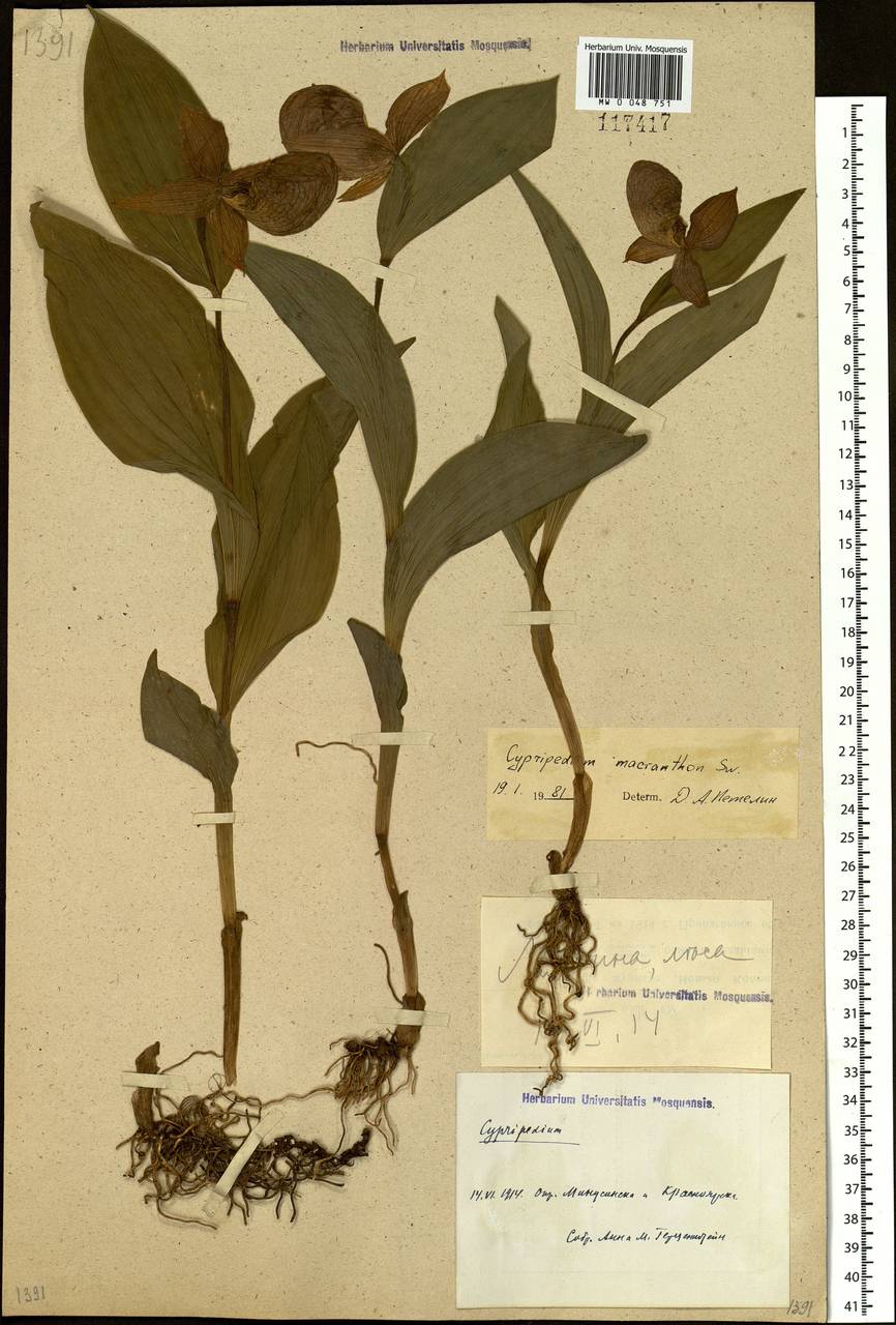 Cypripedium macranthos Sw., Siberia, Central Siberia (S3) (Russia)