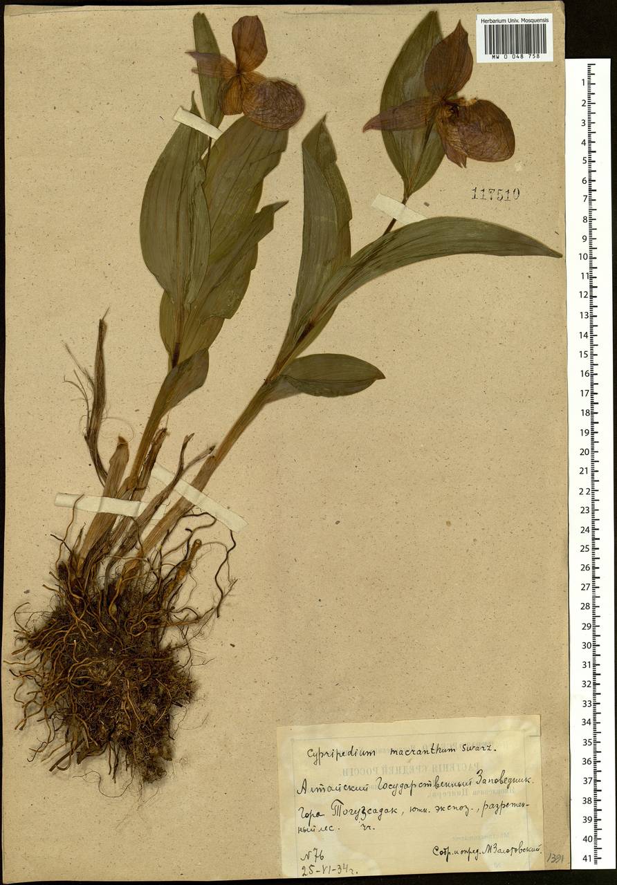 Cypripedium macranthos Sw., Siberia, Altai & Sayany Mountains (S2) (Russia)