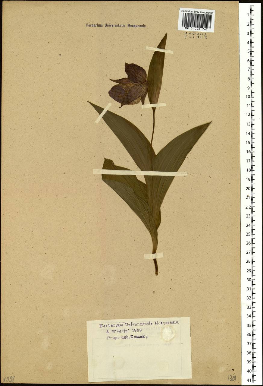 Cypripedium macranthos Sw., Siberia, Western Siberia (S1) (Russia)