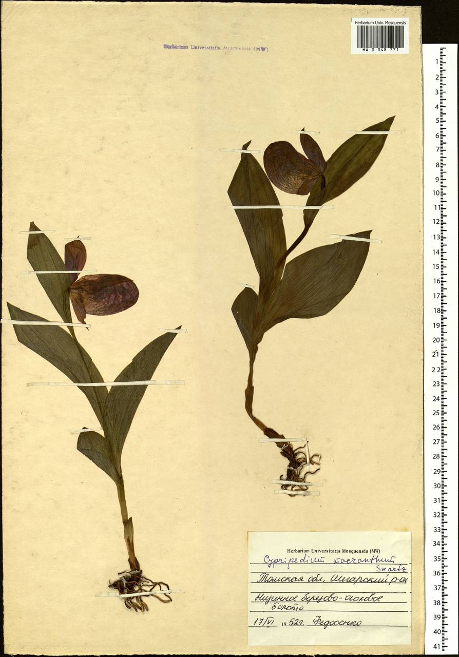 Cypripedium macranthos Sw., Siberia, Western Siberia (S1) (Russia)