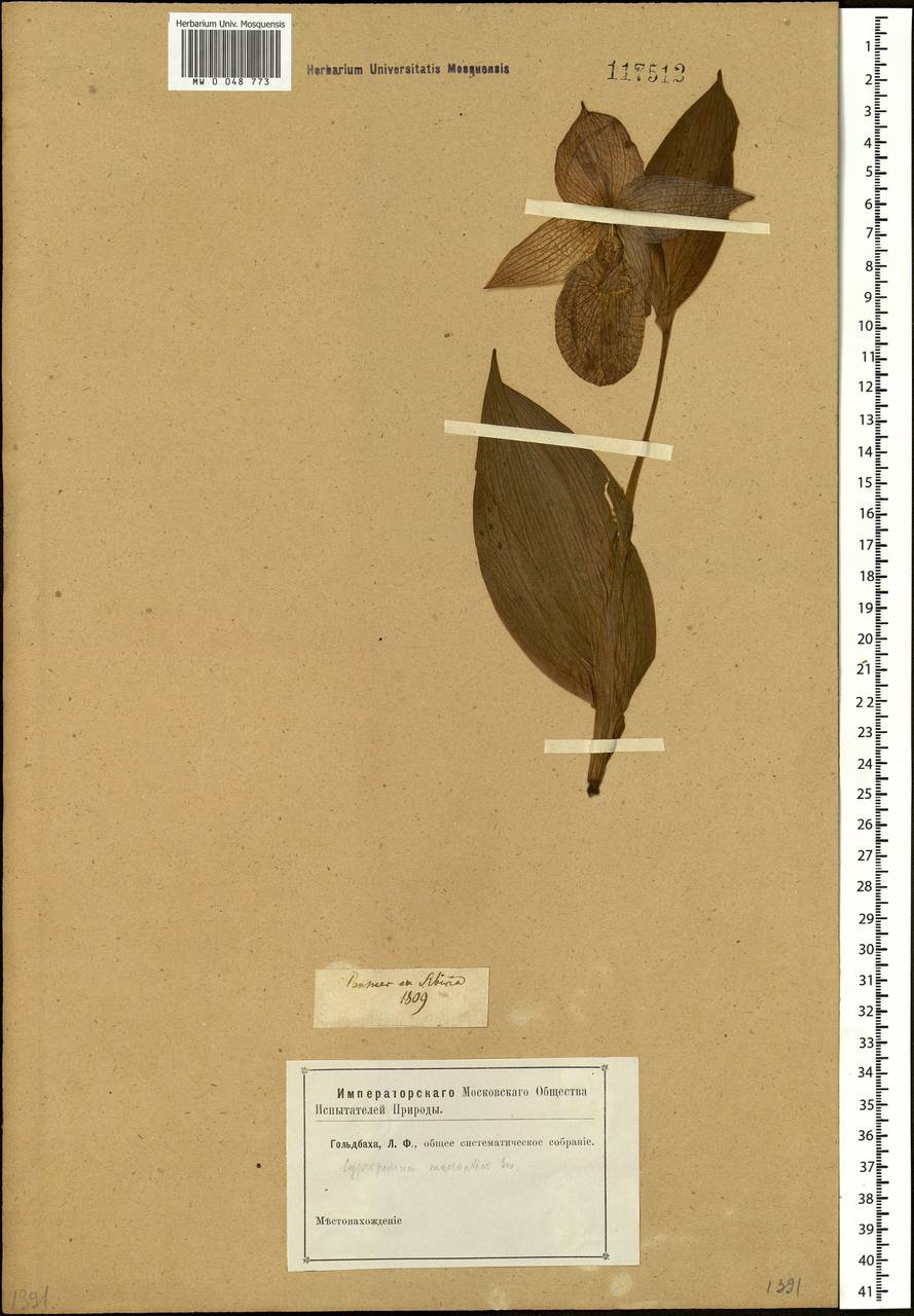 Cypripedium macranthos Sw., Siberia (no precise locality) (S0) (Russia)