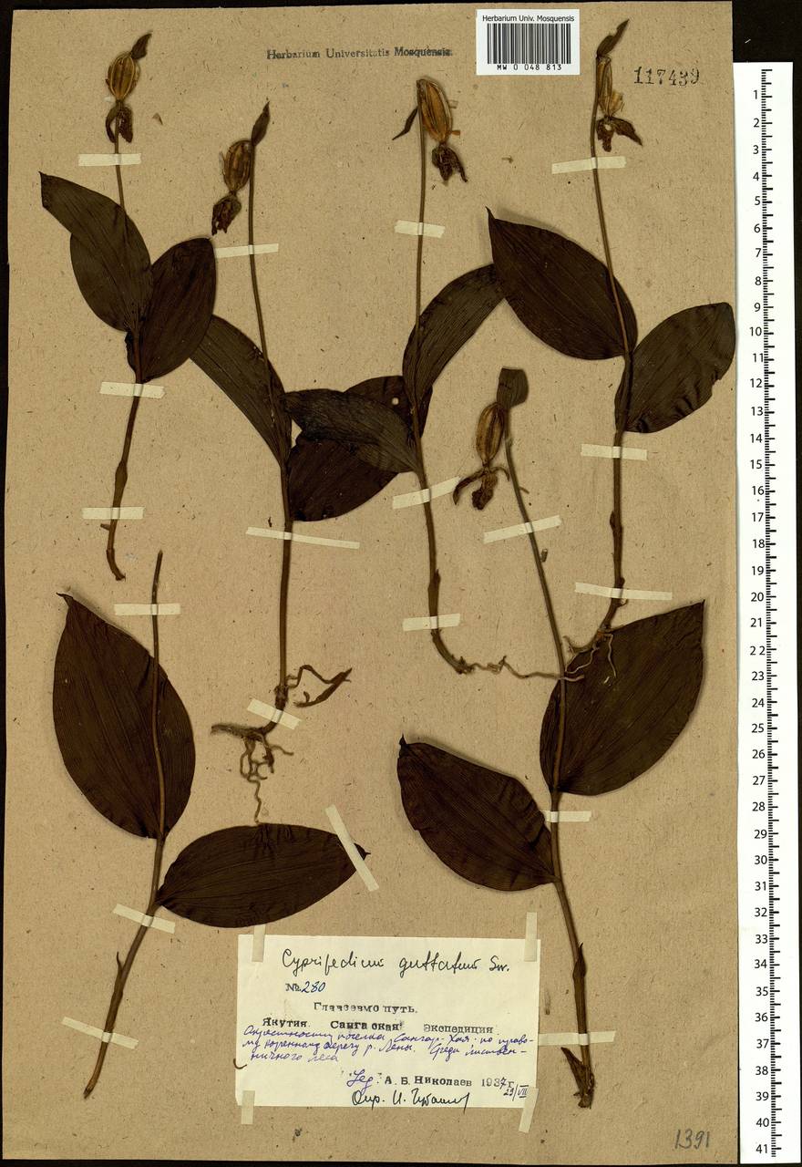 Cypripedium guttatum Sw., Siberia, Yakutia (S5) (Russia)