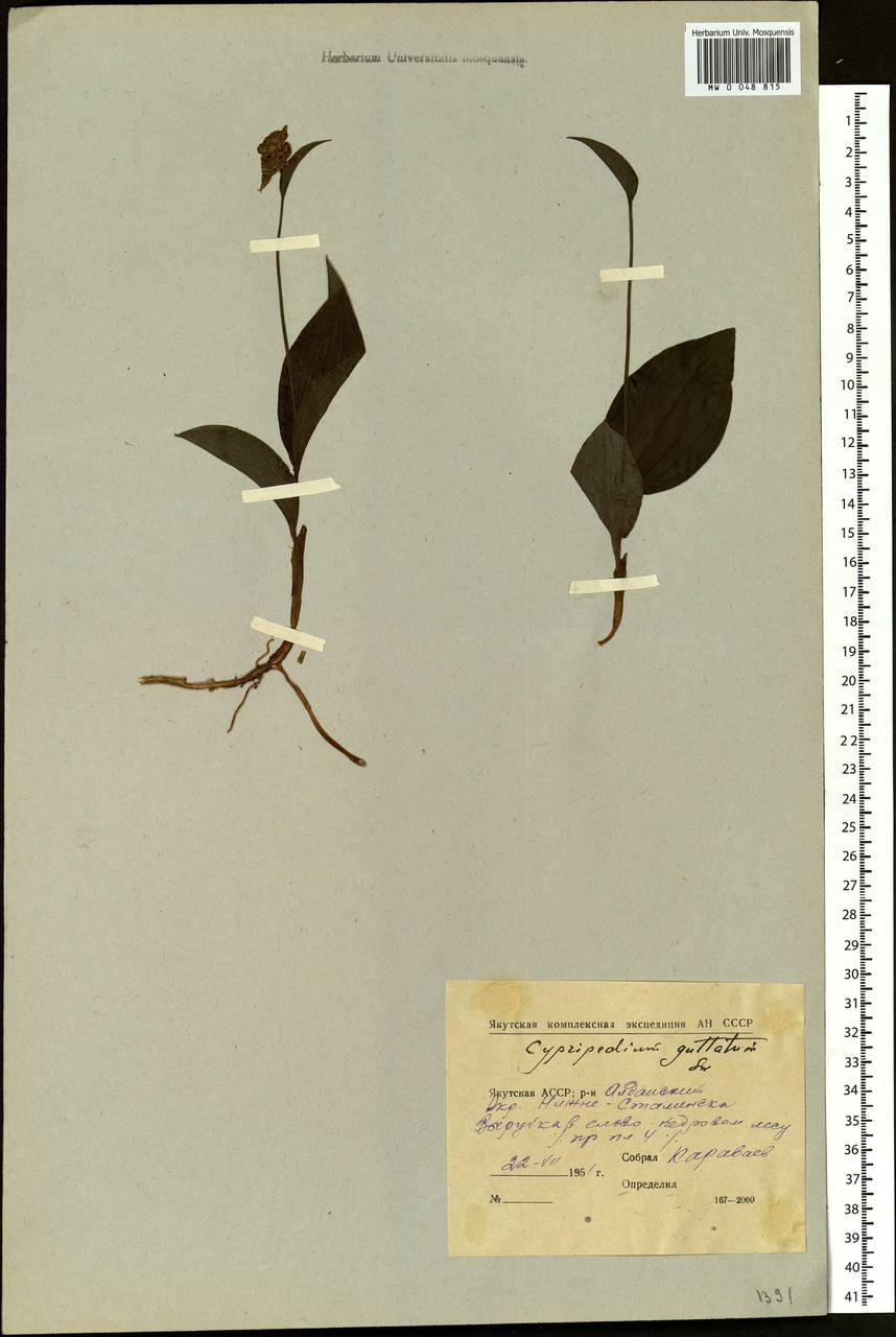 Cypripedium guttatum Sw., Siberia, Yakutia (S5) (Russia)