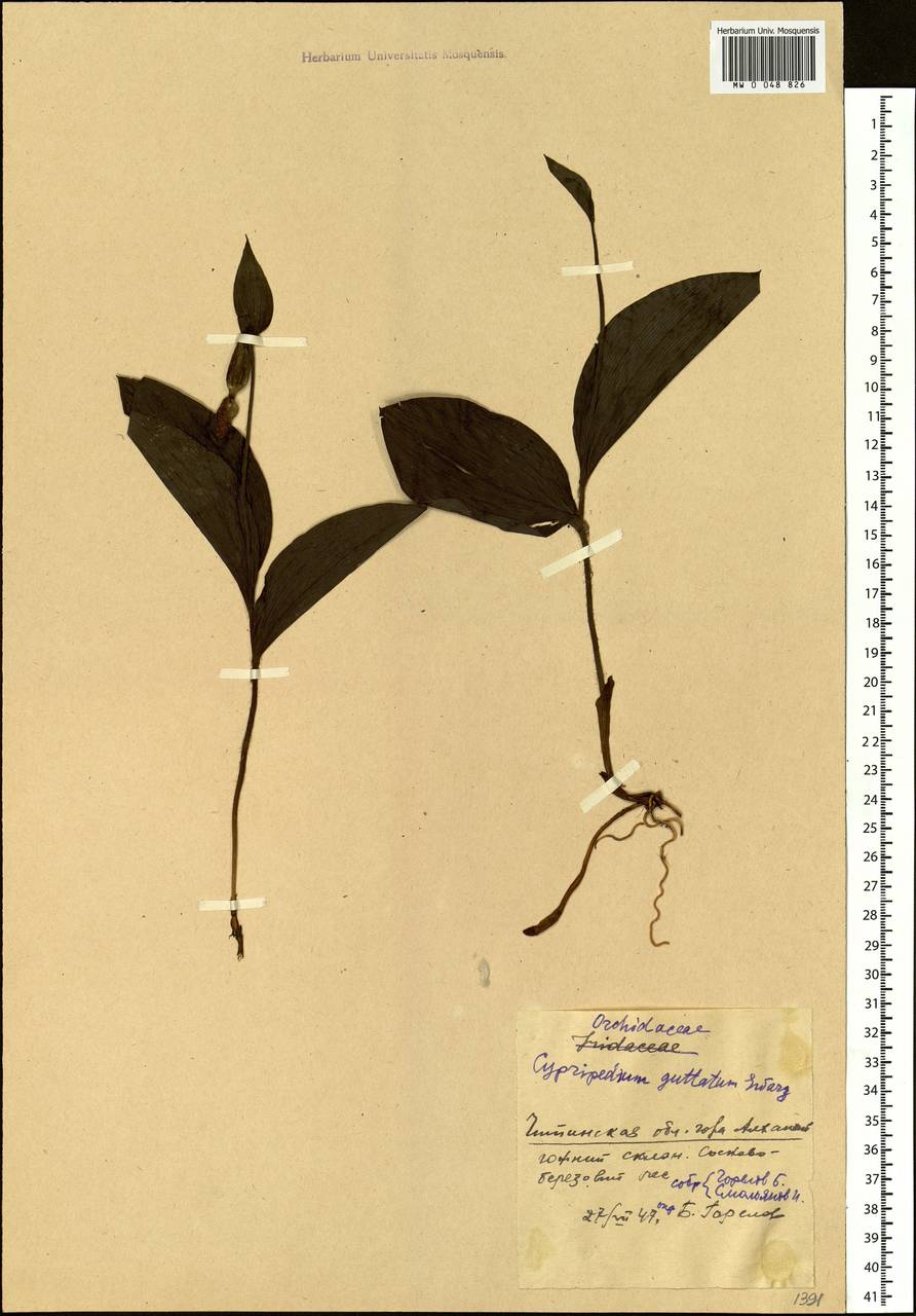 Cypripedium guttatum Sw., Siberia, Baikal & Transbaikal region (S4) (Russia)