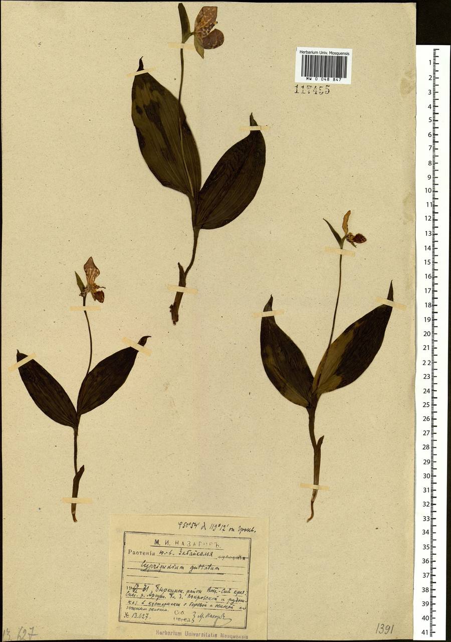 Cypripedium guttatum Sw., Siberia, Baikal & Transbaikal region (S4) (Russia)