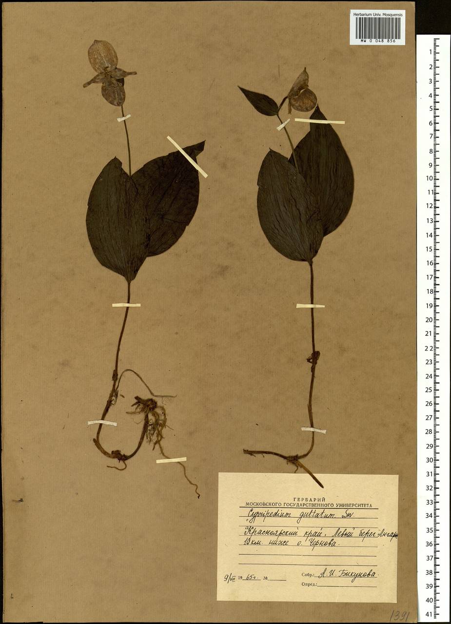 Cypripedium guttatum Sw., Siberia, Central Siberia (S3) (Russia)