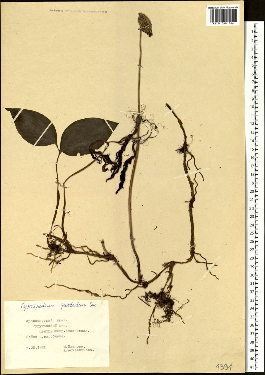 Cypripedium guttatum Sw., Siberia, Central Siberia (S3) (Russia)