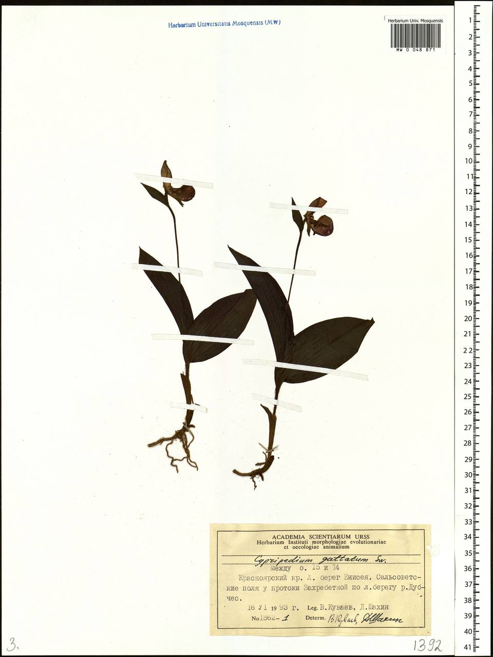 Cypripedium guttatum Sw., Siberia, Central Siberia (S3) (Russia)