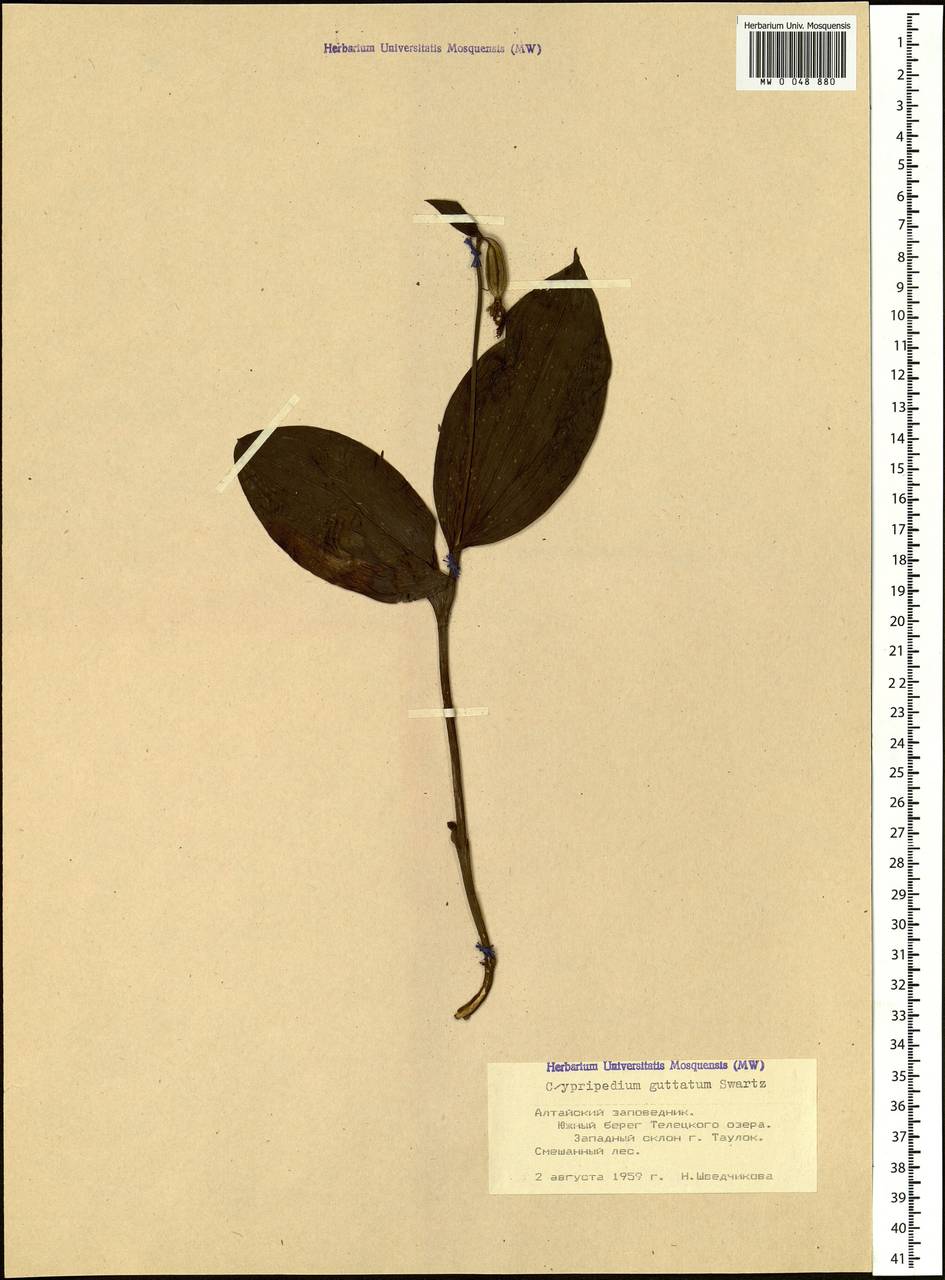 Cypripedium guttatum Sw., Siberia, Altai & Sayany Mountains (S2) (Russia)