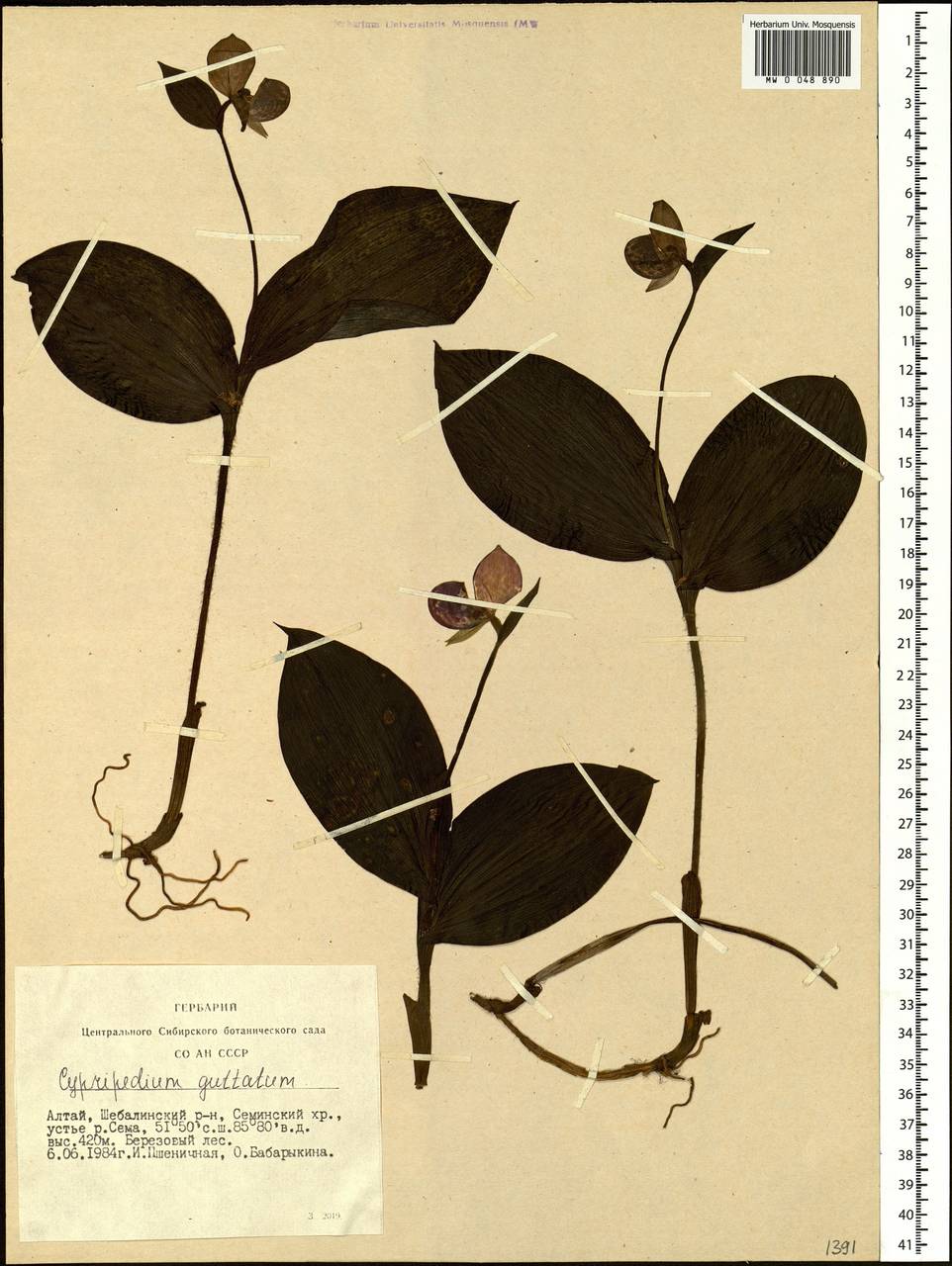 Cypripedium guttatum Sw., Siberia, Altai & Sayany Mountains (S2) (Russia)