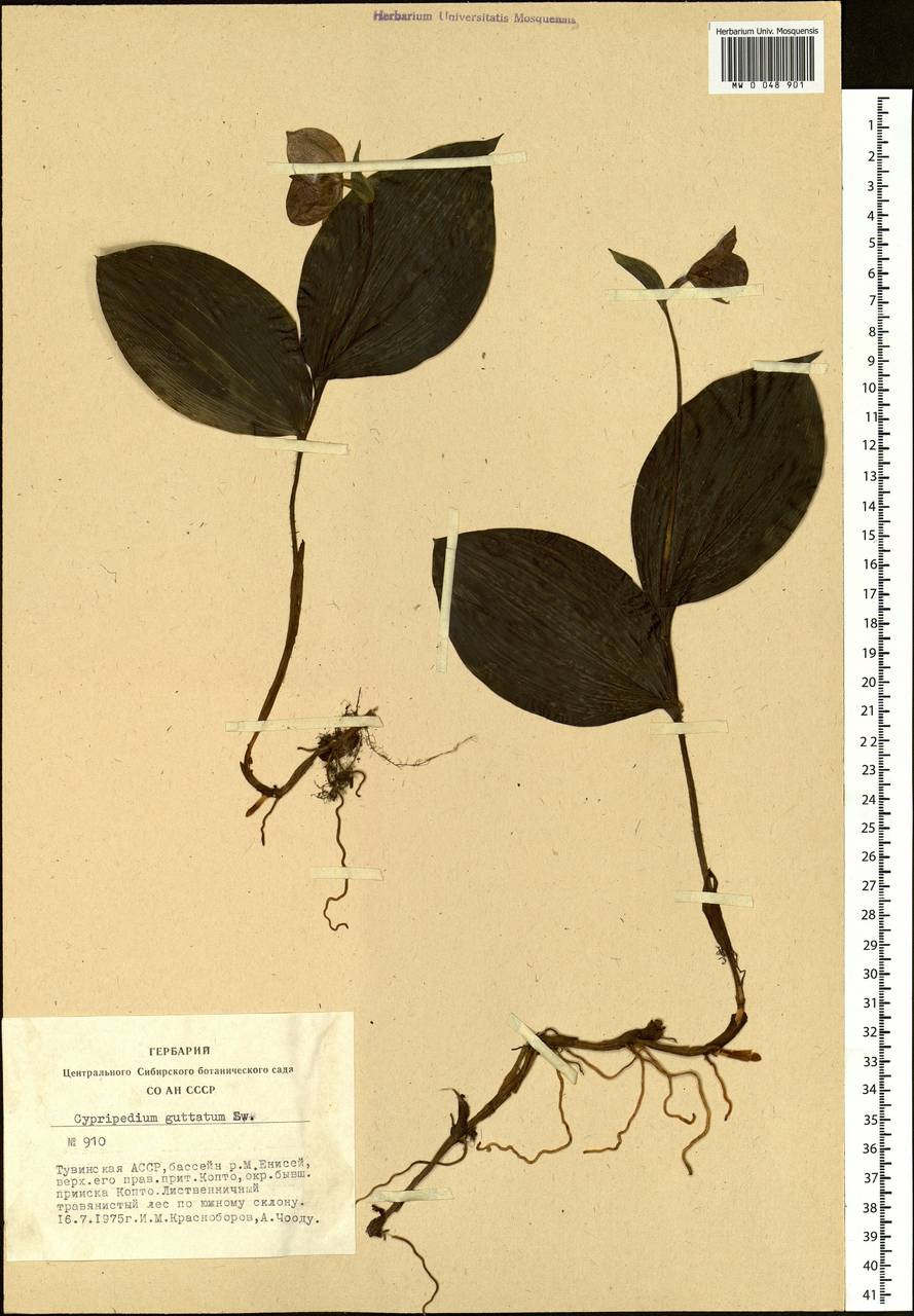 Cypripedium guttatum Sw., Siberia, Altai & Sayany Mountains (S2) (Russia)