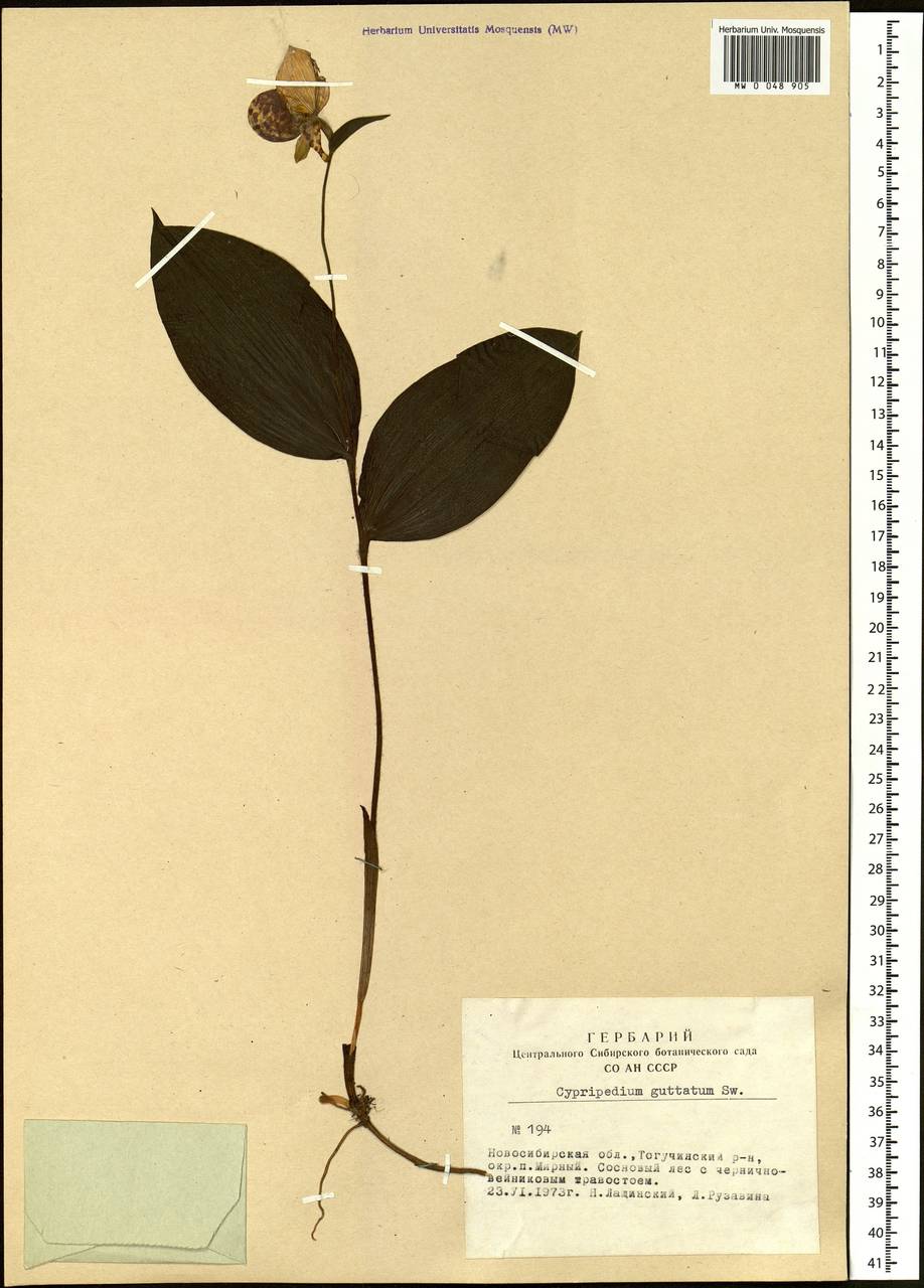 Cypripedium guttatum Sw., Siberia, Western Siberia (S1) (Russia)