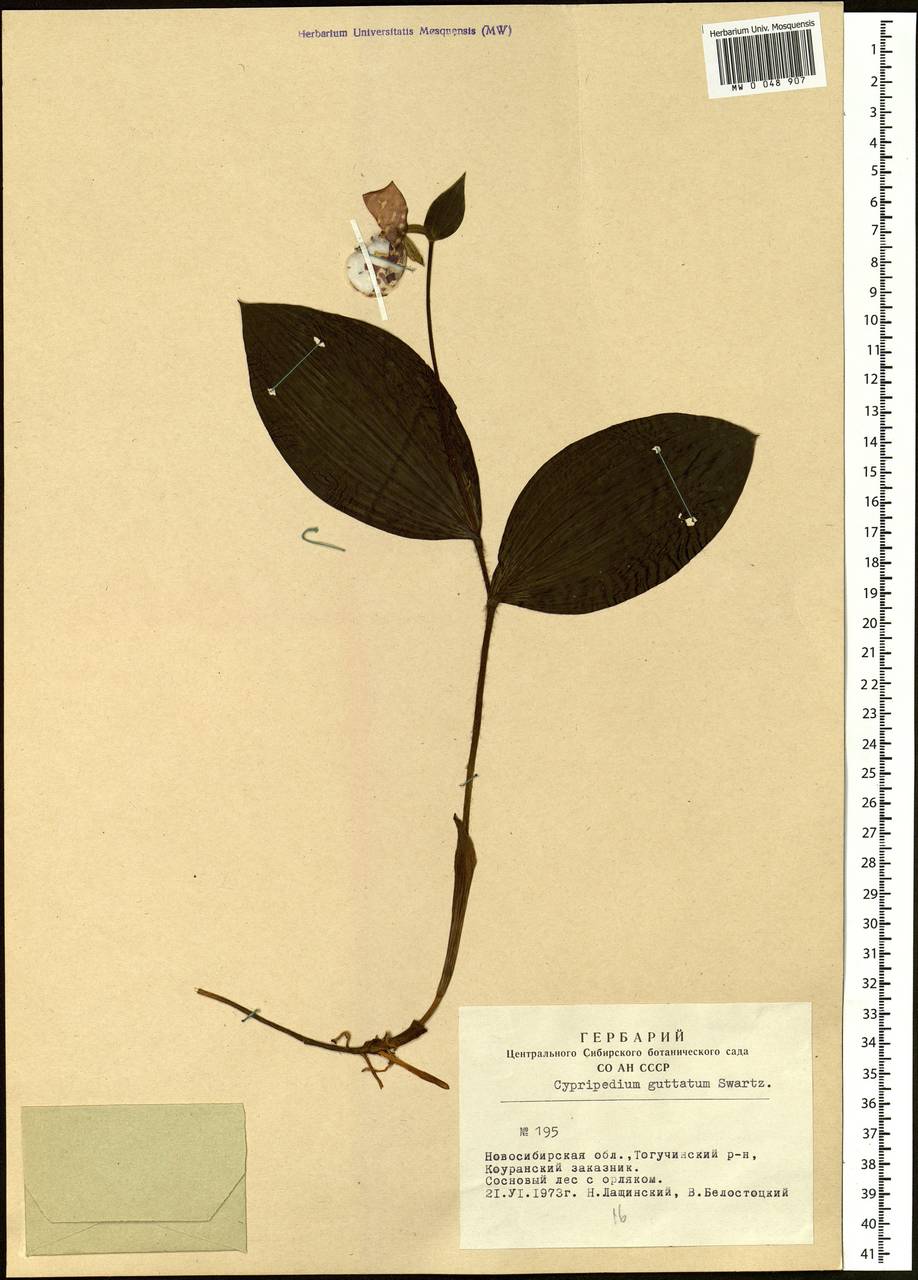 Cypripedium guttatum Sw., Siberia, Western Siberia (S1) (Russia)