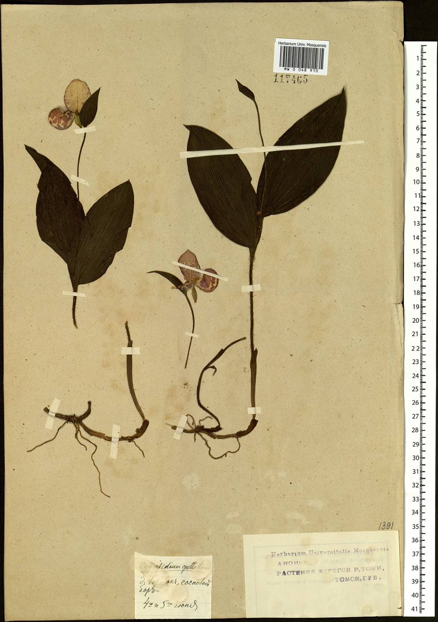 Cypripedium guttatum Sw., Siberia, Western Siberia (S1) (Russia)