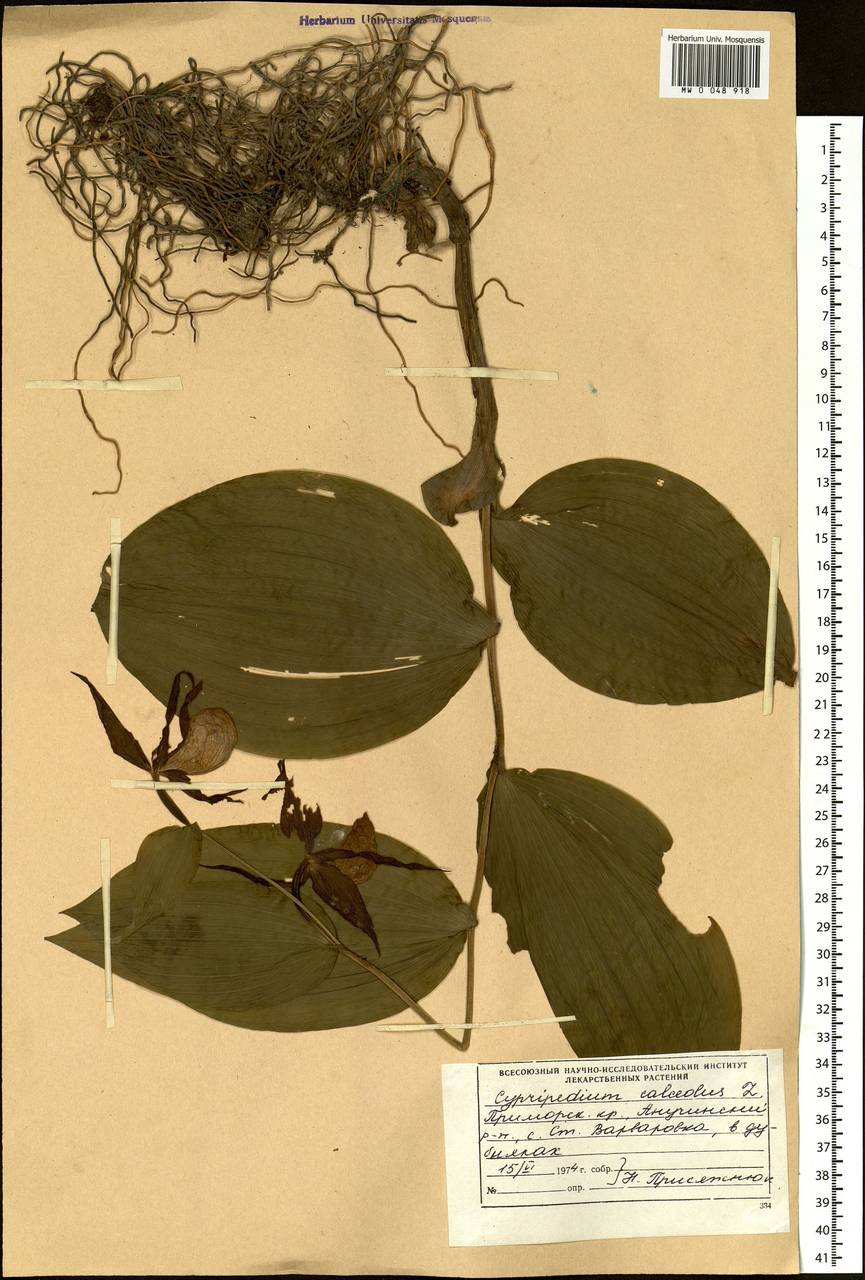 Cypripedium calceolus L., Siberia, Russian Far East (S6) (Russia)