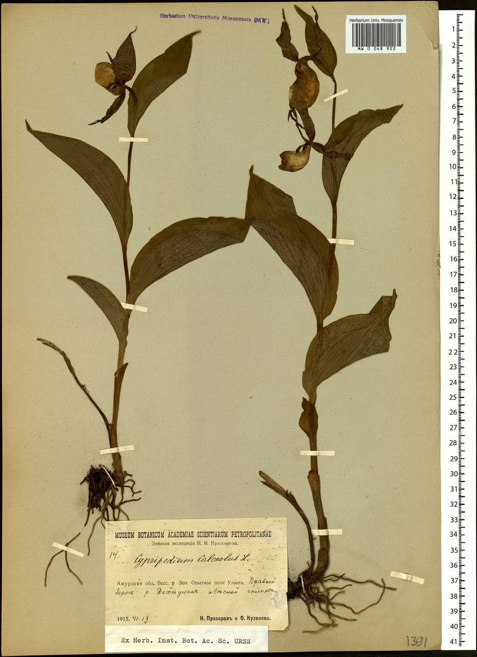 Cypripedium calceolus L., Siberia, Russian Far East (S6) (Russia)