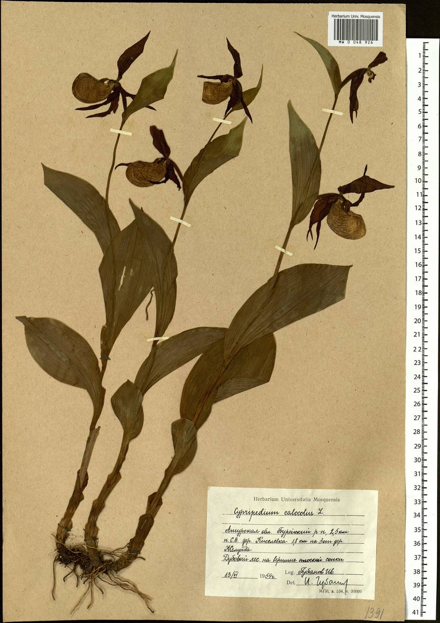 Cypripedium calceolus L., Siberia, Russian Far East (S6) (Russia)