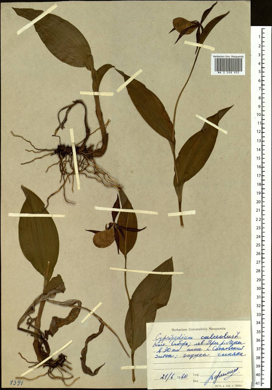 Cypripedium calceolus L., Siberia, Baikal & Transbaikal region (S4) (Russia)