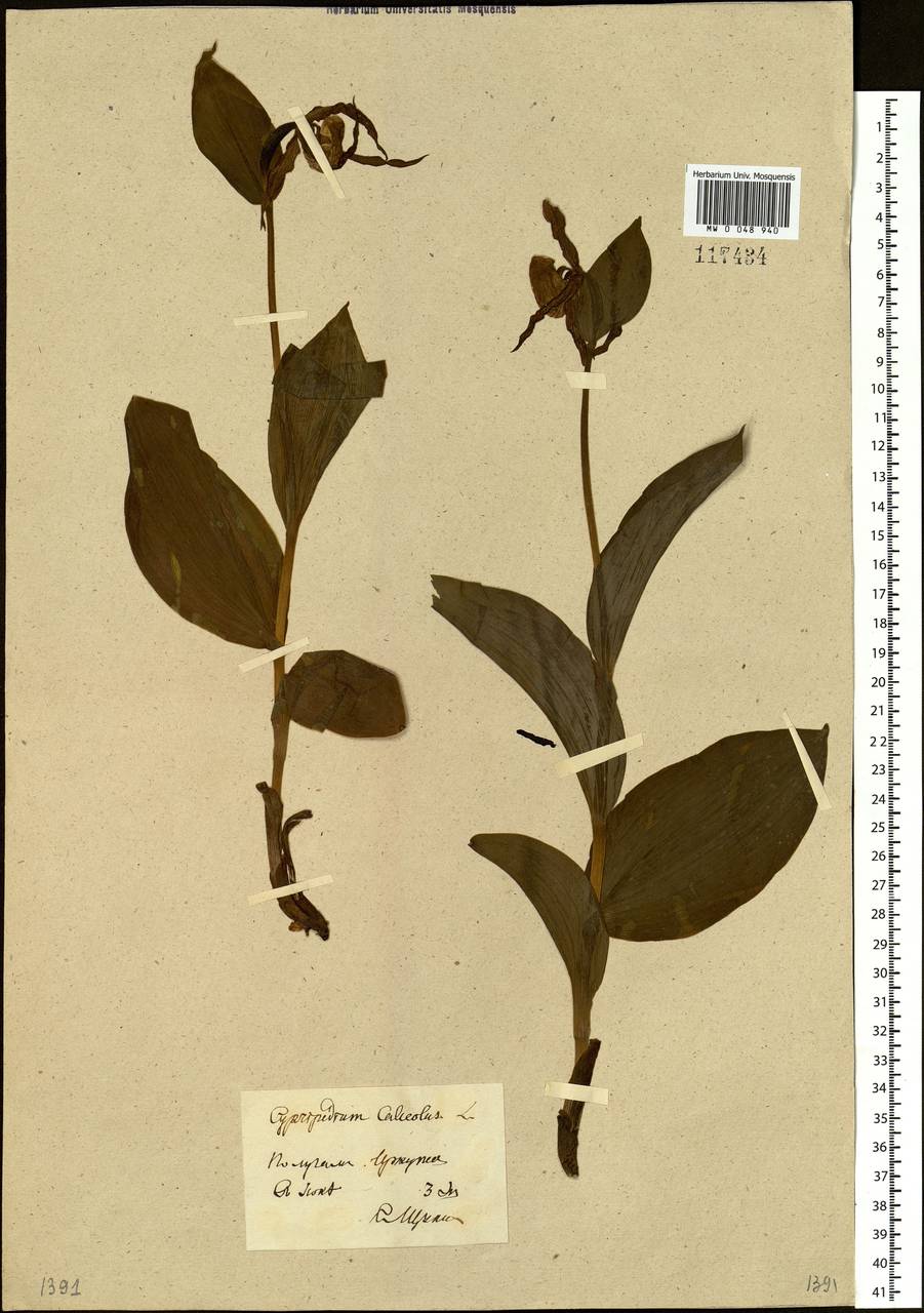 Cypripedium calceolus L., Siberia, Baikal & Transbaikal region (S4) (Russia)