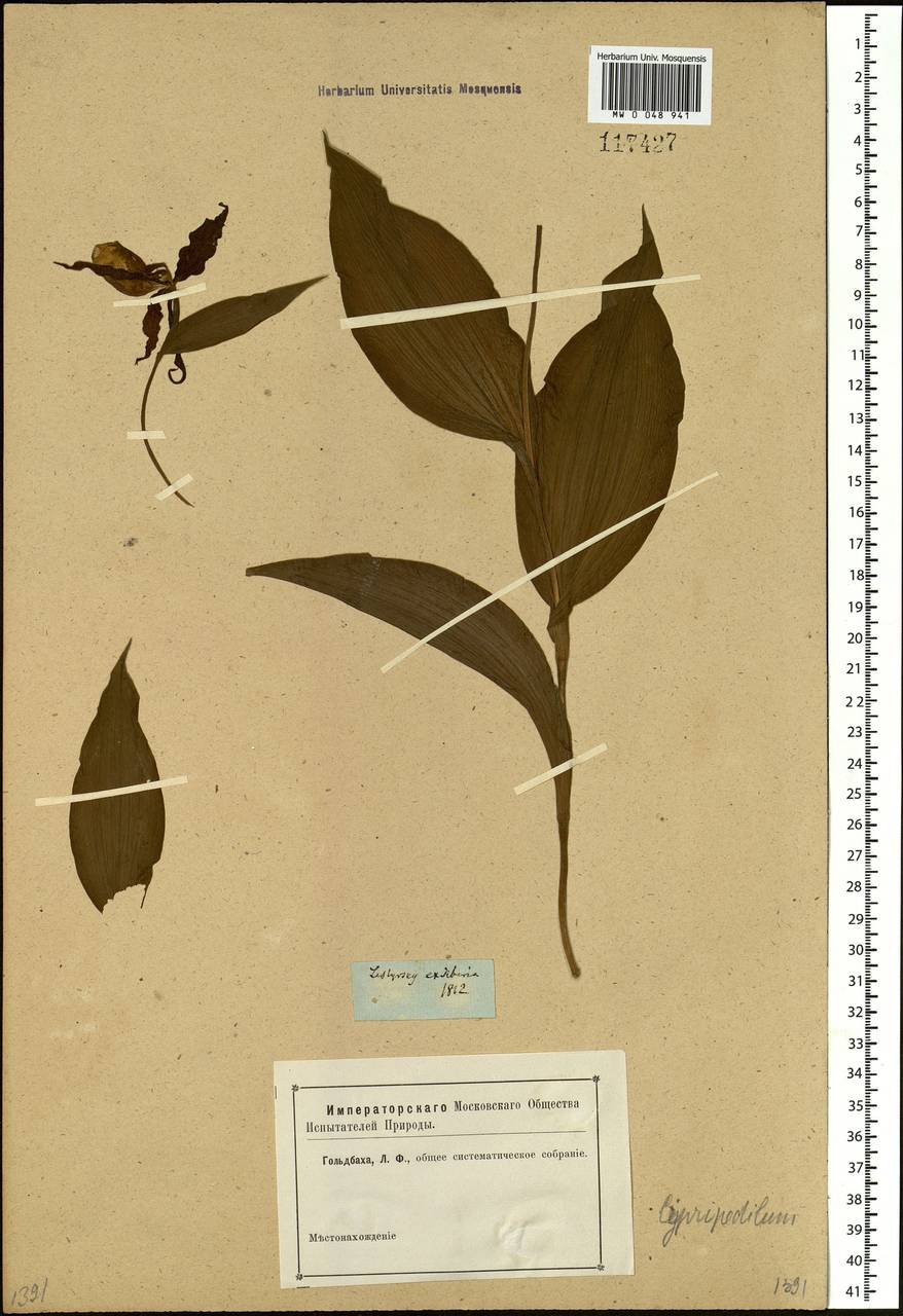 Cypripedium calceolus L., Siberia (no precise locality) (S0) (Russia)