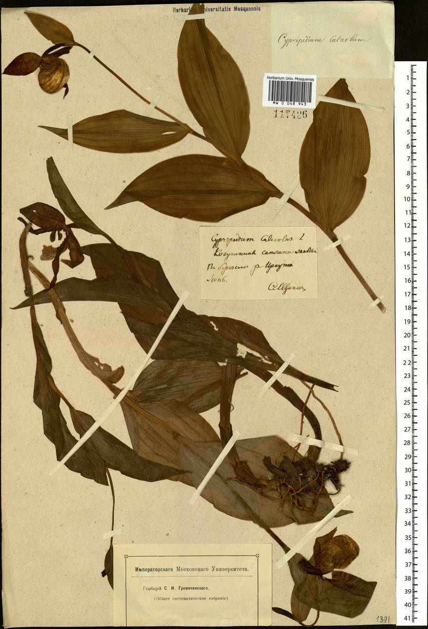 Cypripedium calceolus L., Siberia, Baikal & Transbaikal region (S4) (Russia)