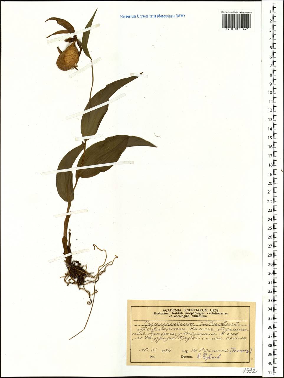 Cypripedium calceolus L., Siberia, Central Siberia (S3) (Russia)