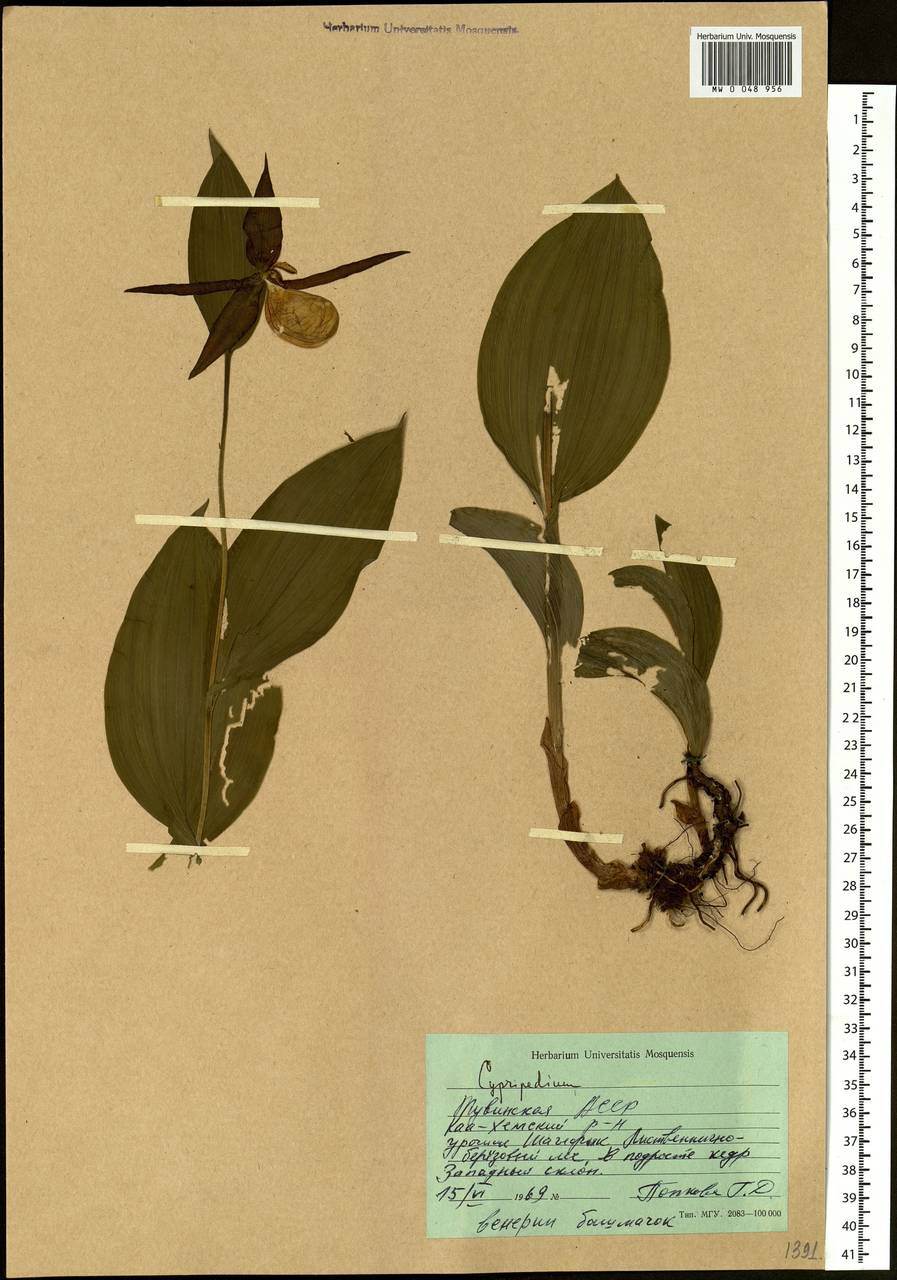 Cypripedium calceolus L., Siberia, Altai & Sayany Mountains (S2) (Russia)