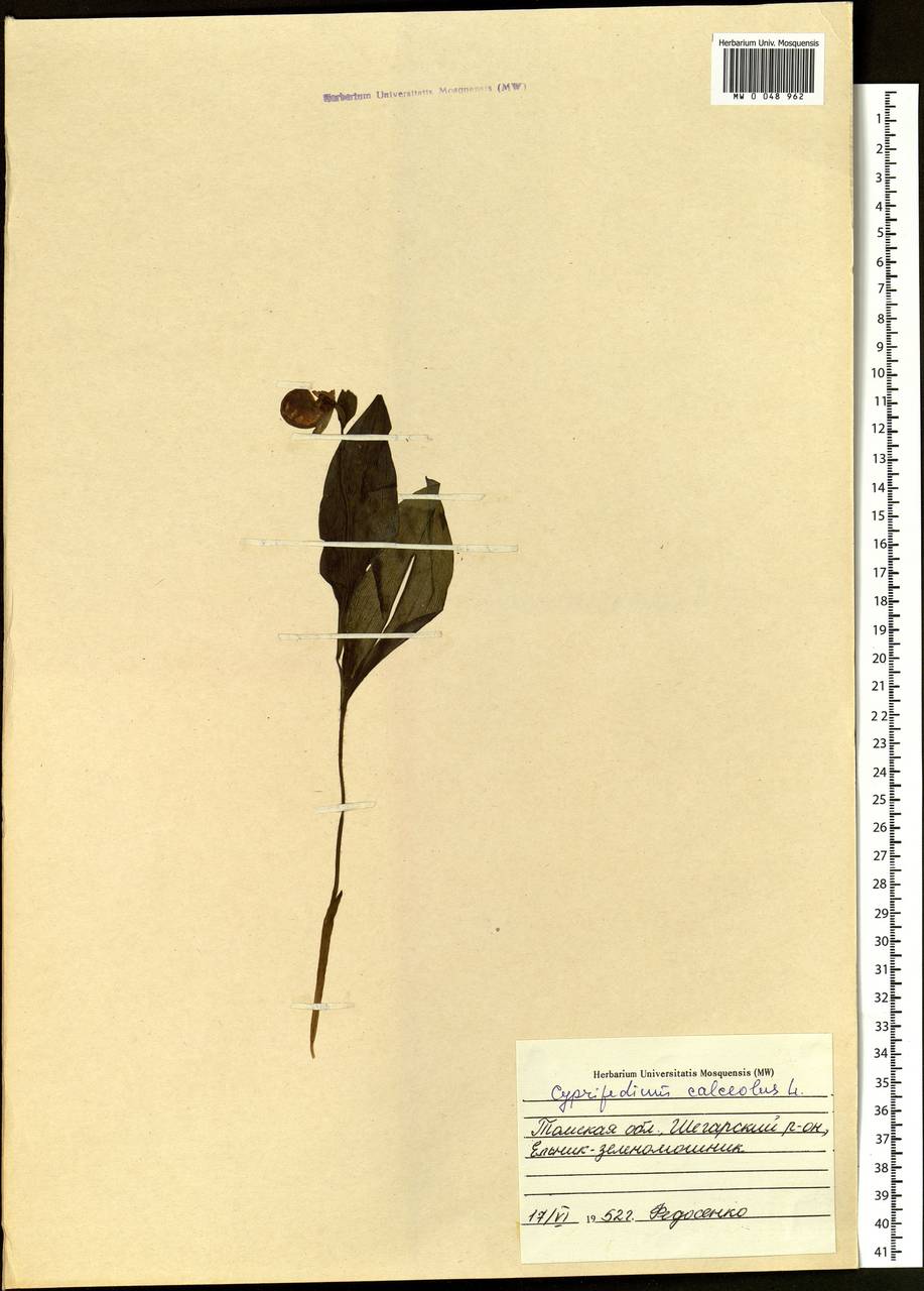 Cypripedium calceolus L., Siberia, Western Siberia (S1) (Russia)