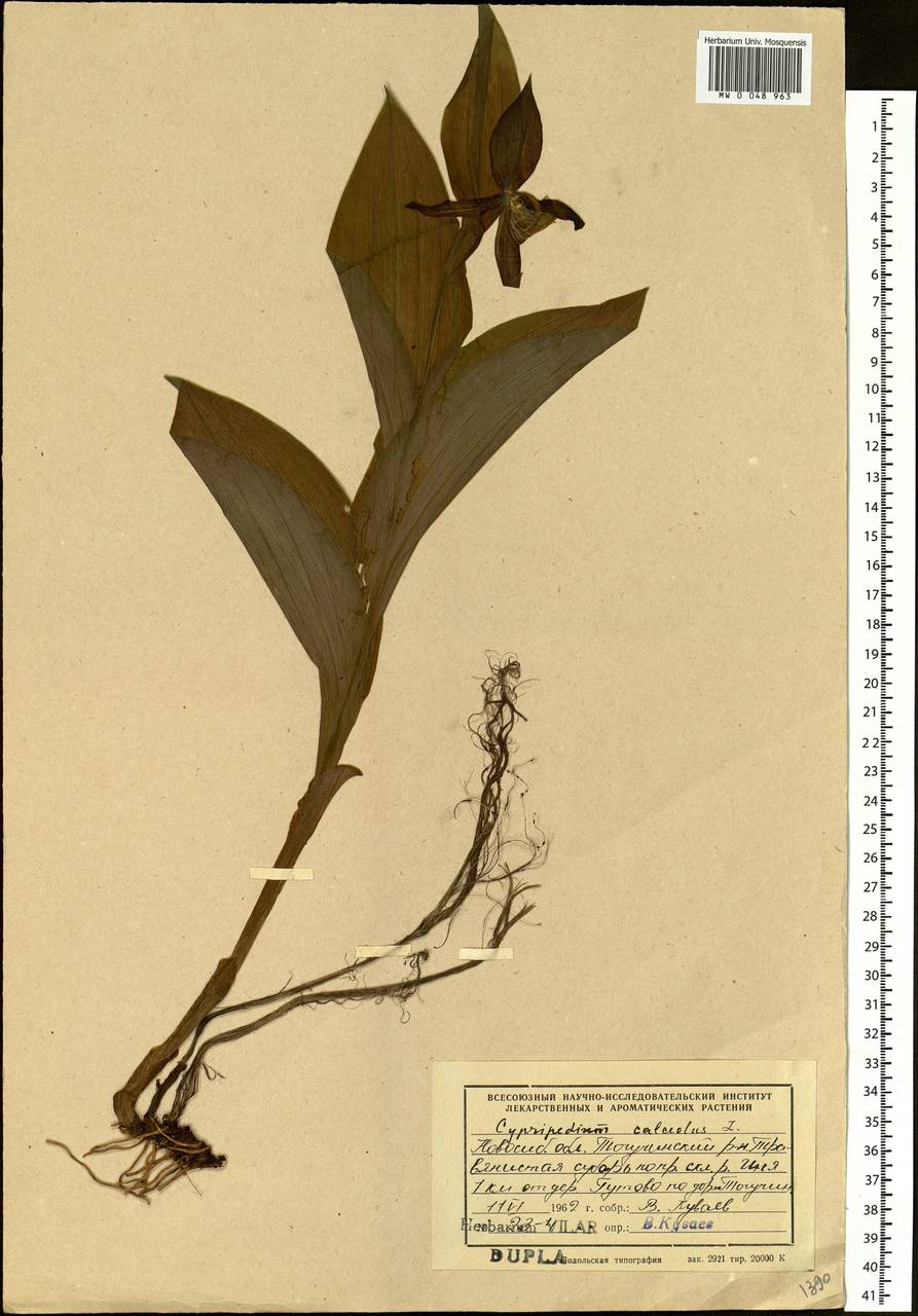 Cypripedium calceolus L., Siberia, Western Siberia (S1) (Russia)