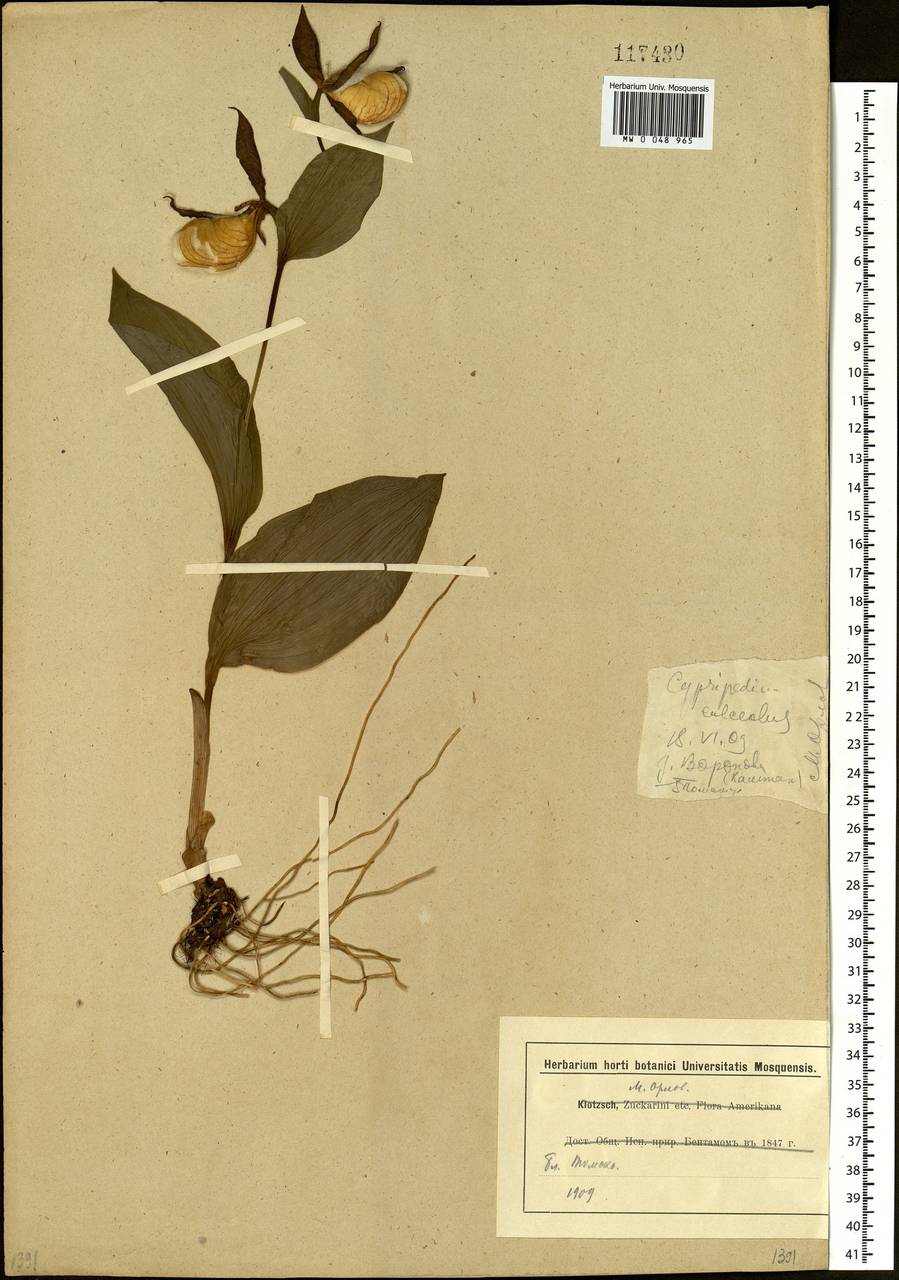 Cypripedium calceolus L., Siberia, Western Siberia (S1) (Russia)