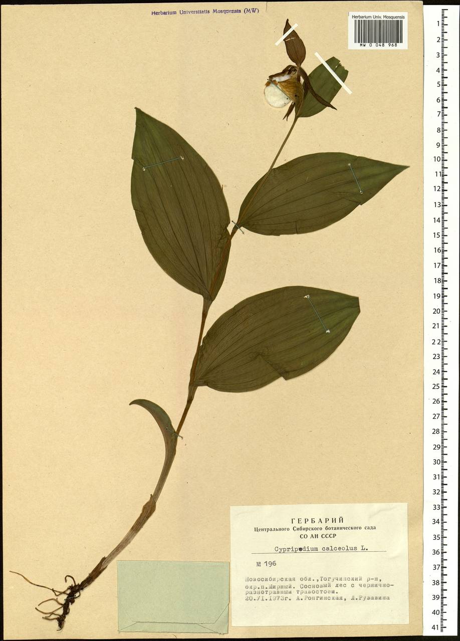 Cypripedium calceolus L., Siberia, Western Siberia (S1) (Russia)