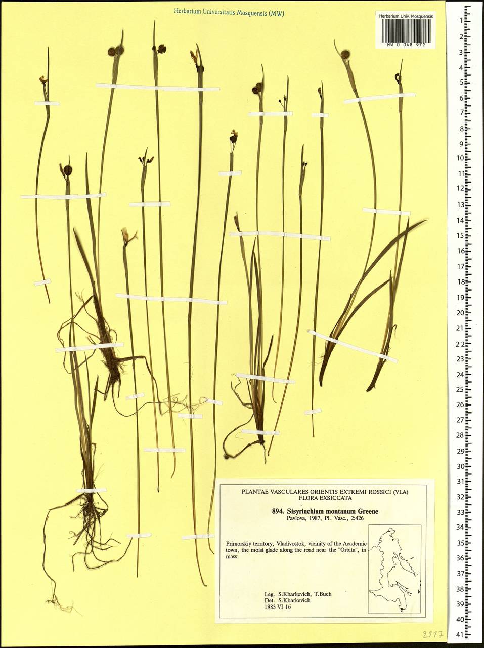 Sisyrinchium angustifolium Mill., Siberia, Russian Far East (S6) (Russia)