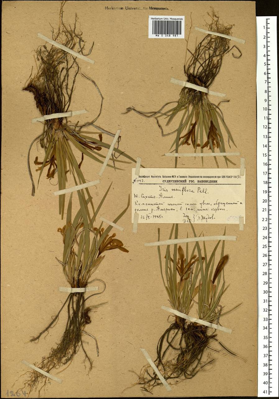 Iris uniflora Pall. ex Link, Siberia, Russian Far East (S6) (Russia)