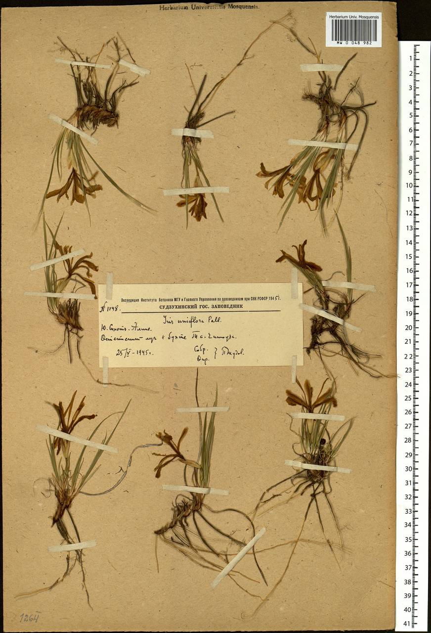 Iris uniflora Pall. ex Link, Siberia, Russian Far East (S6) (Russia)